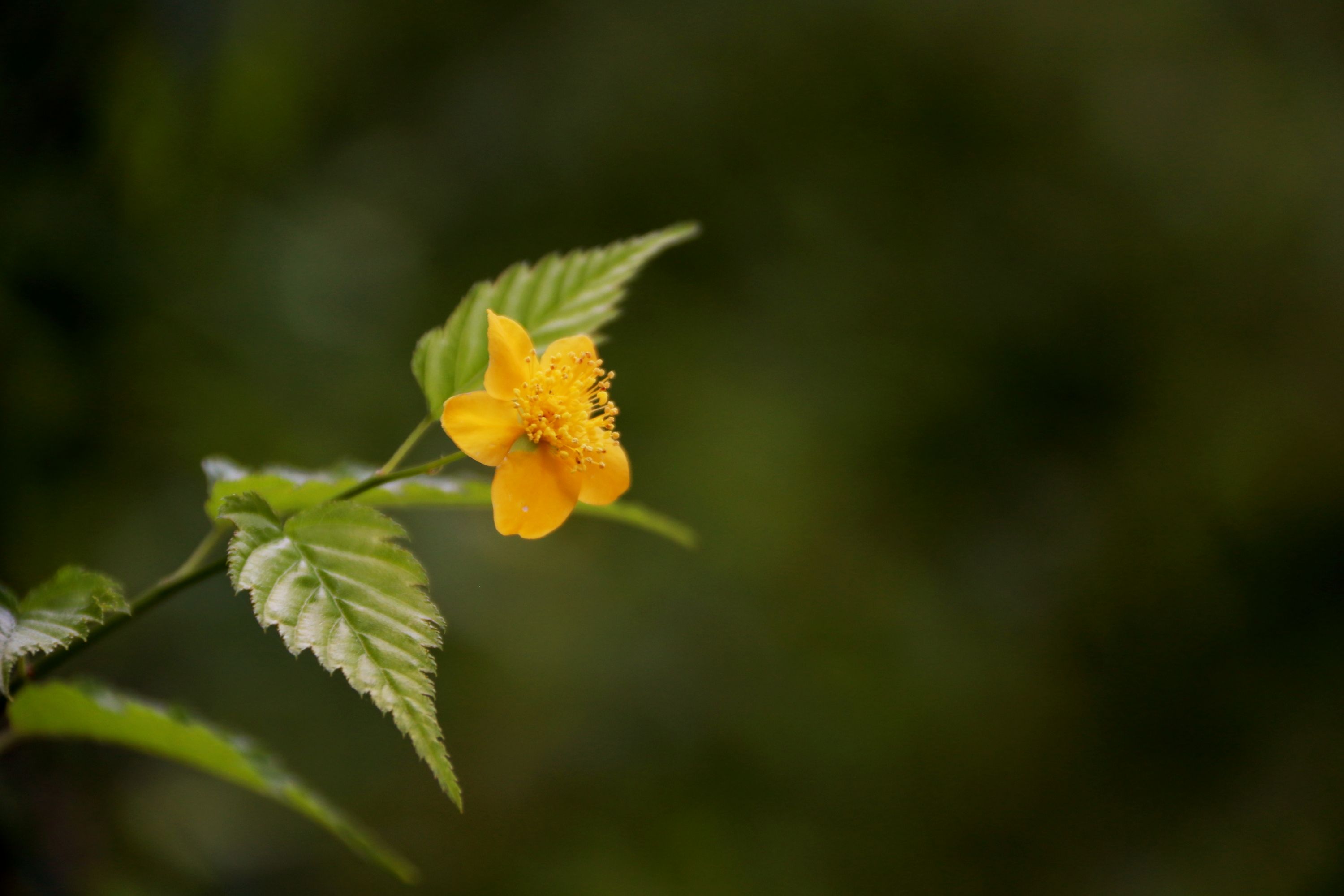 棣棠花【首发】