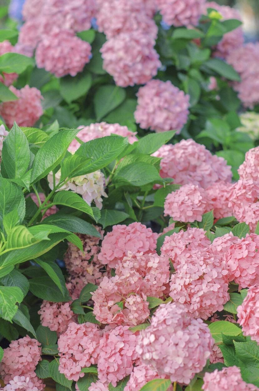 【首发】粉绣球