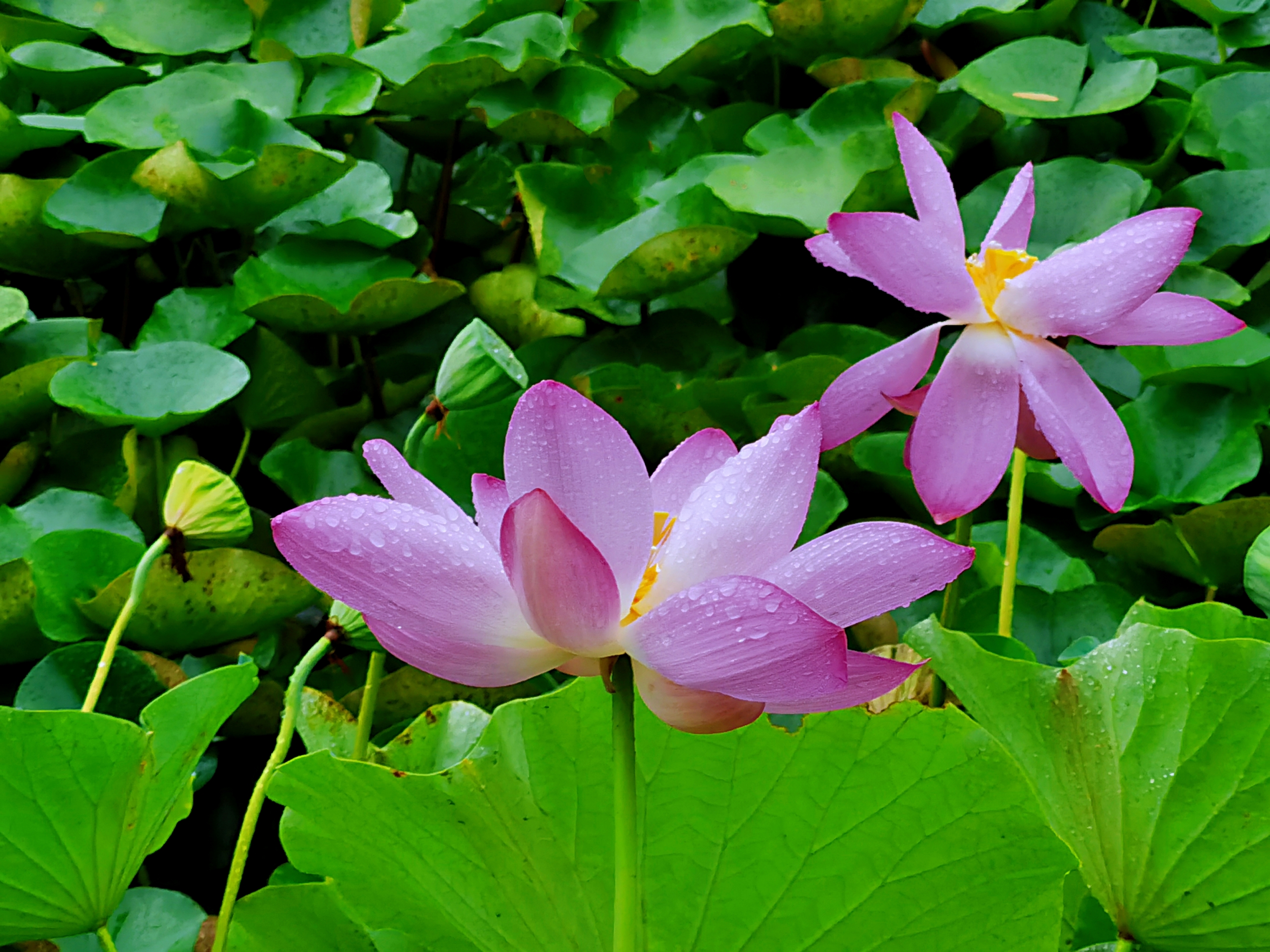 雨中荷花【首发】