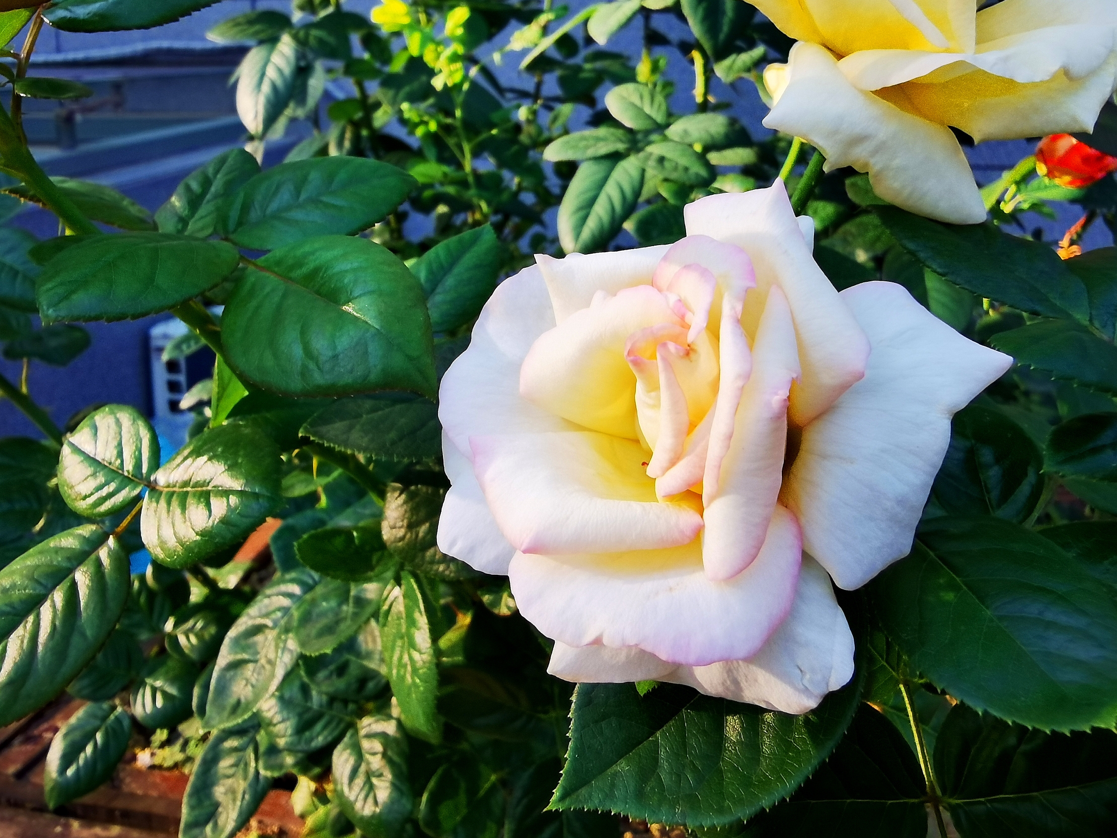 爱在浅秋—— 月季花〔首发