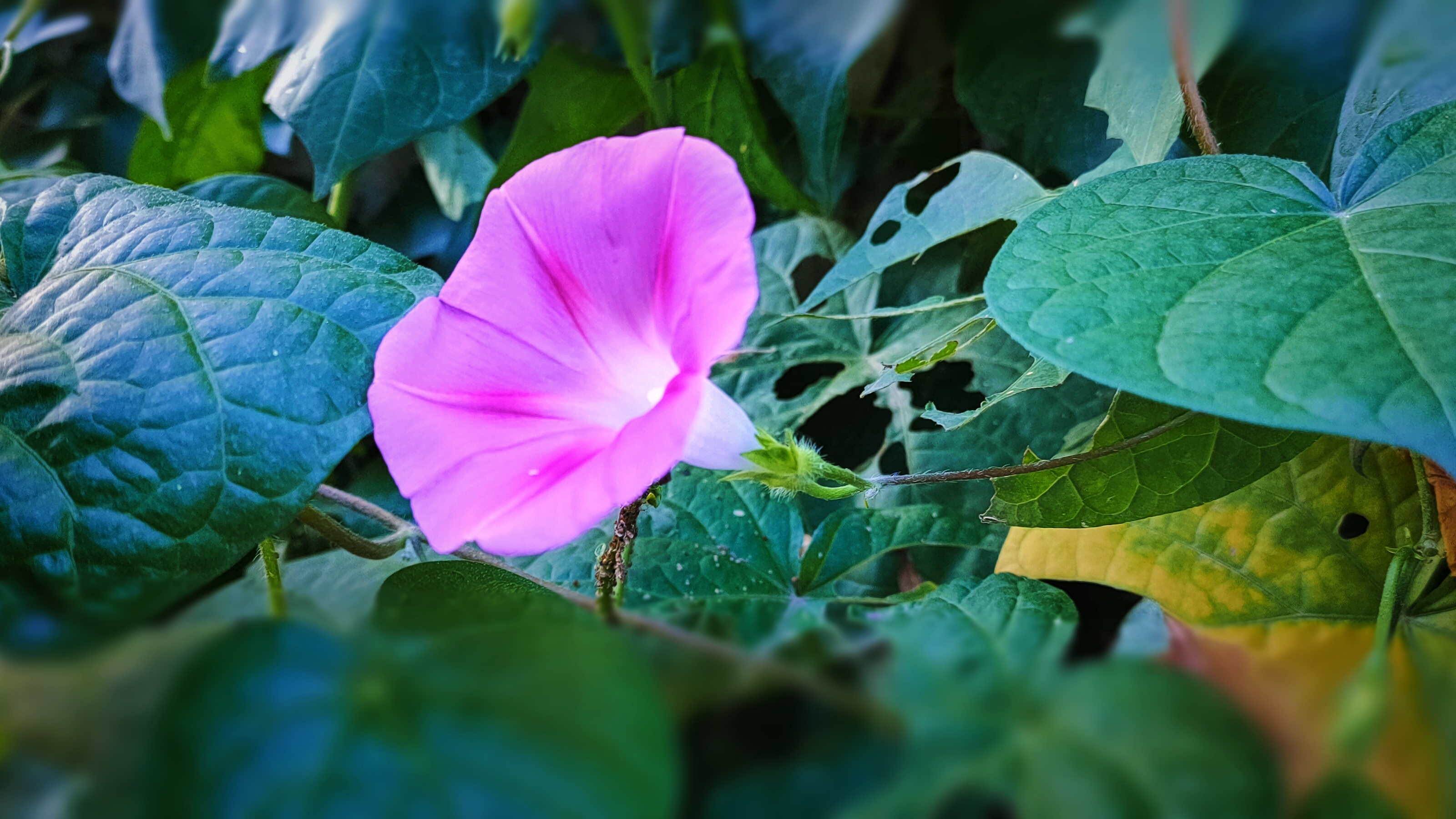 圆叶牵牛花