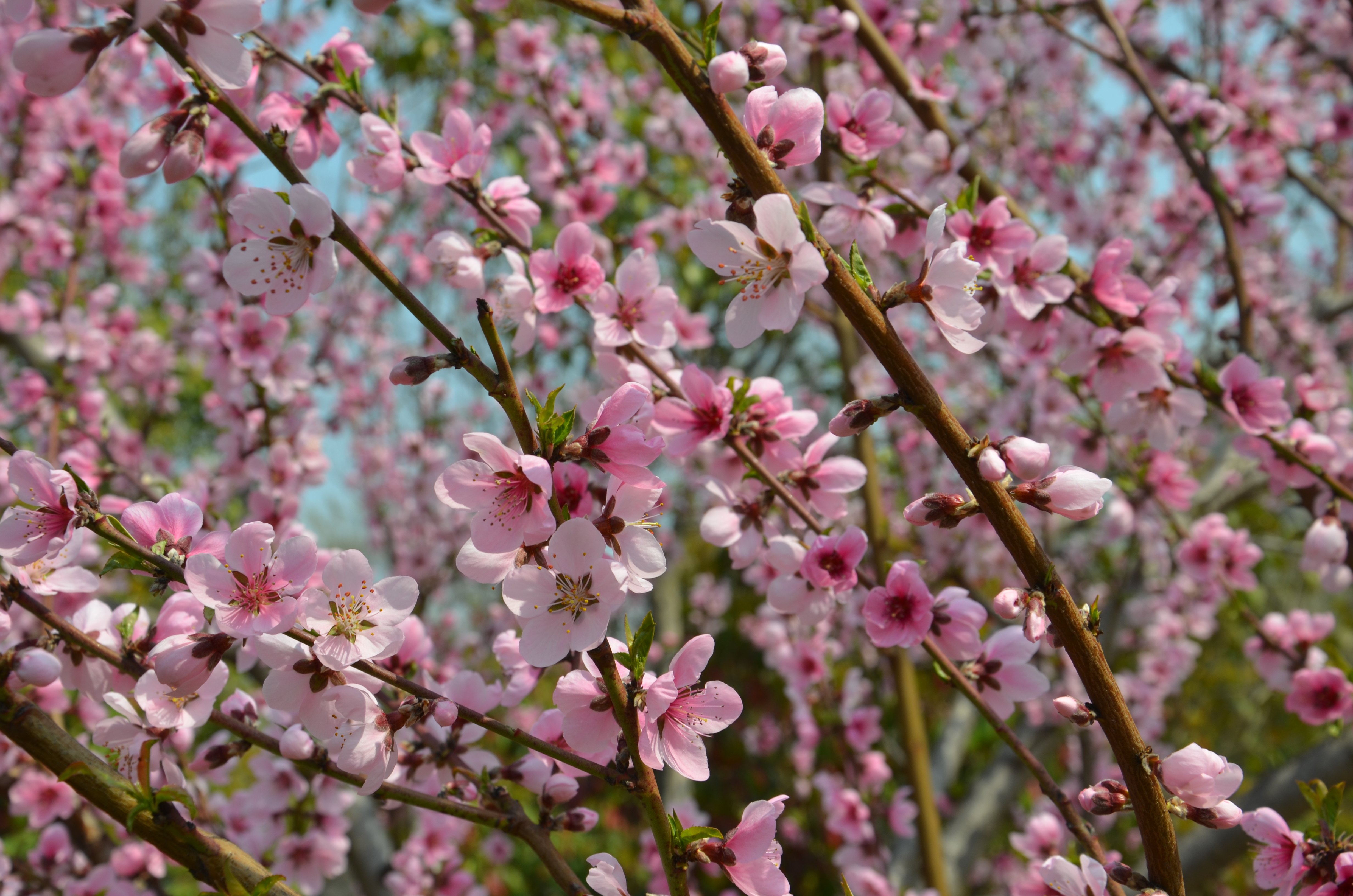 桃花红杏花白