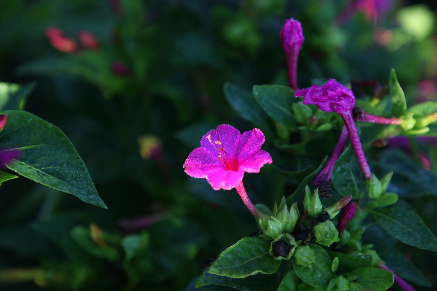 紫茉莉属于紫茉莉科,紫茉莉属;牵牛花是旋花科,牵牛属的植物.