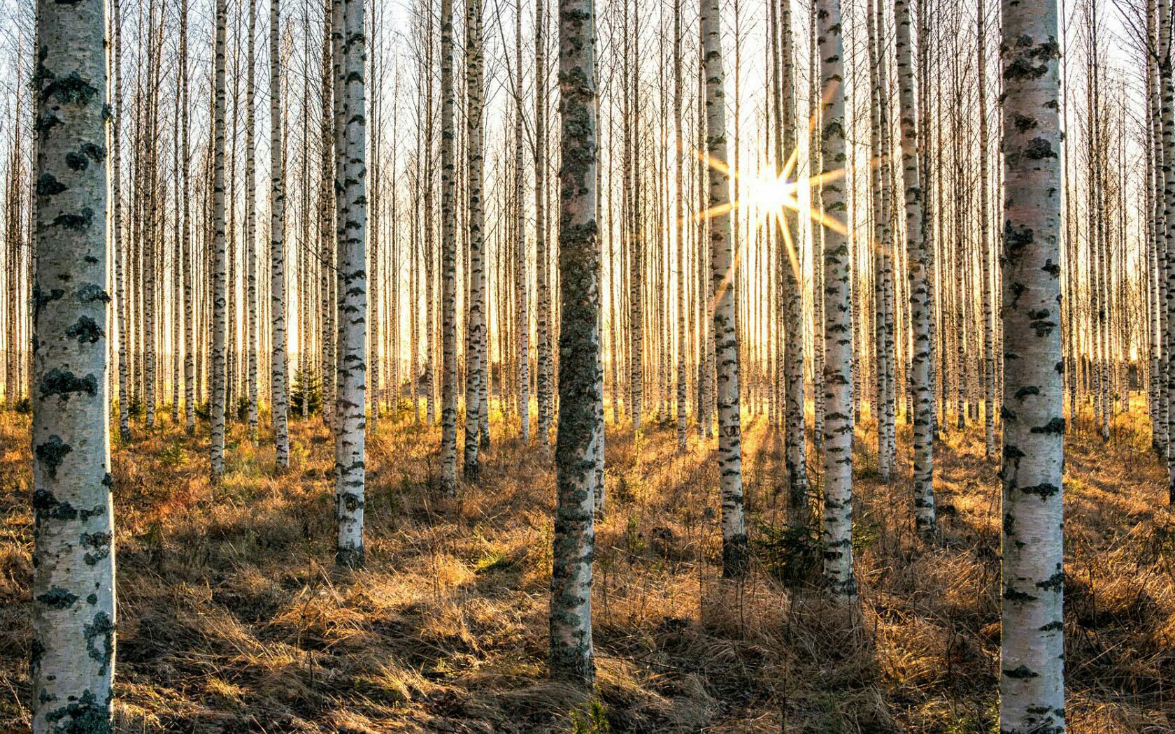 白桦朗诵者葛梓墨