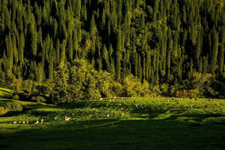 有限的森林资源是河川径流的天然调节器