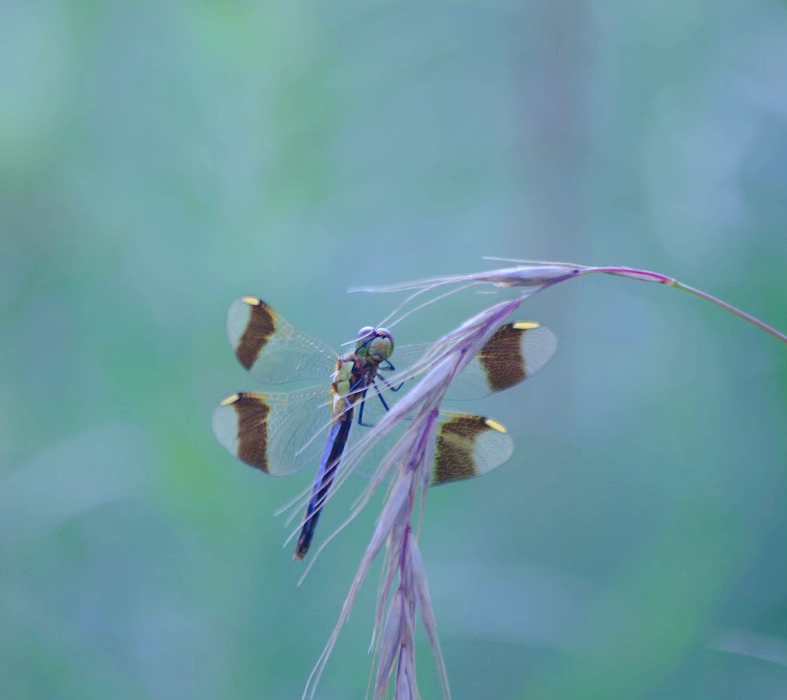 蜻蜓无脊柱动物它的体型较大翅膀比较长呈膜状表面有非常清晰的格状