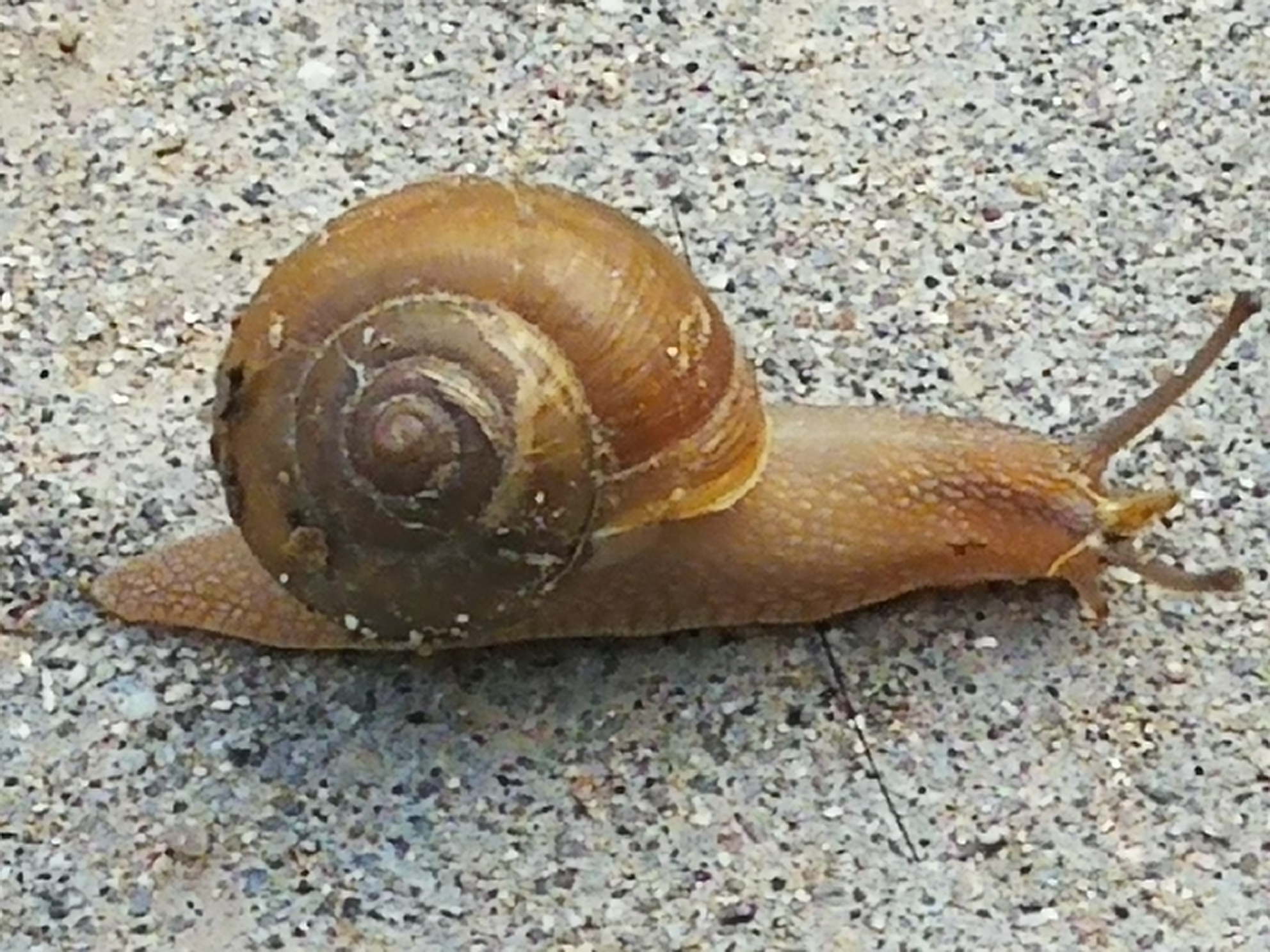 我国最常见的蜗牛图片