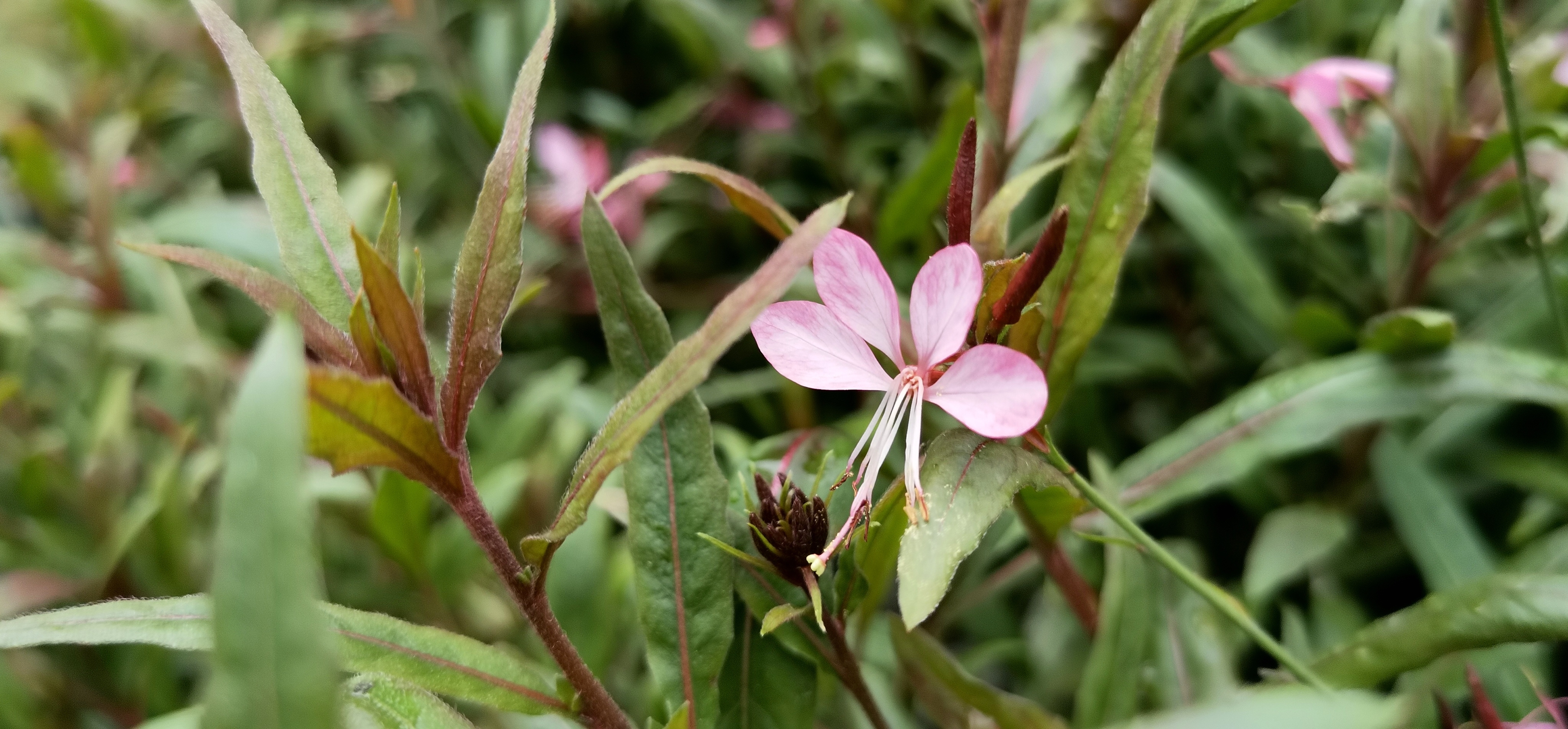 桃花瑶:谭晶 山桃草 别名:白桃花  白蝶花 花褪残红青杏小,燕子飞时