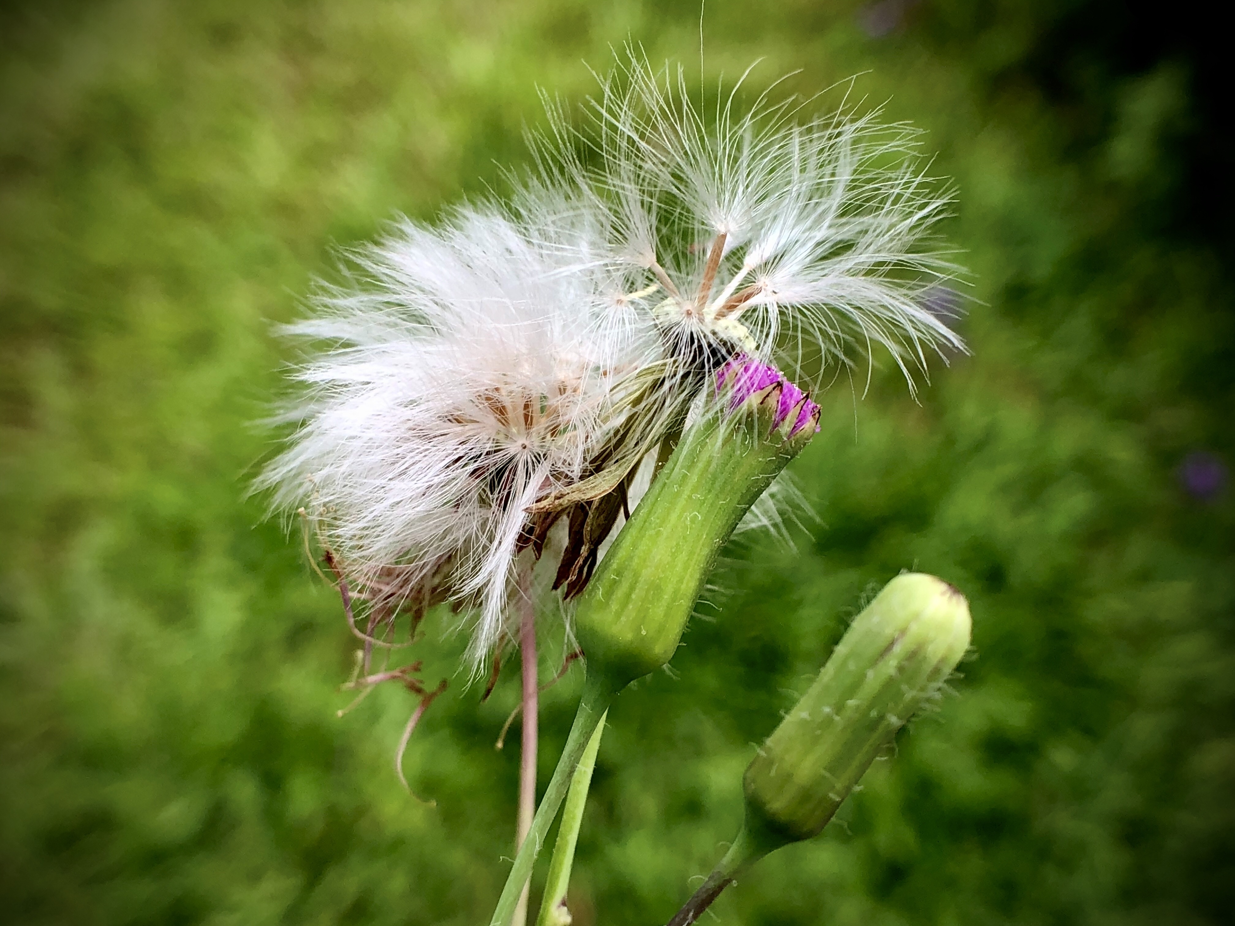 一点红又名叶下红,天毛草,野芥兰等.
