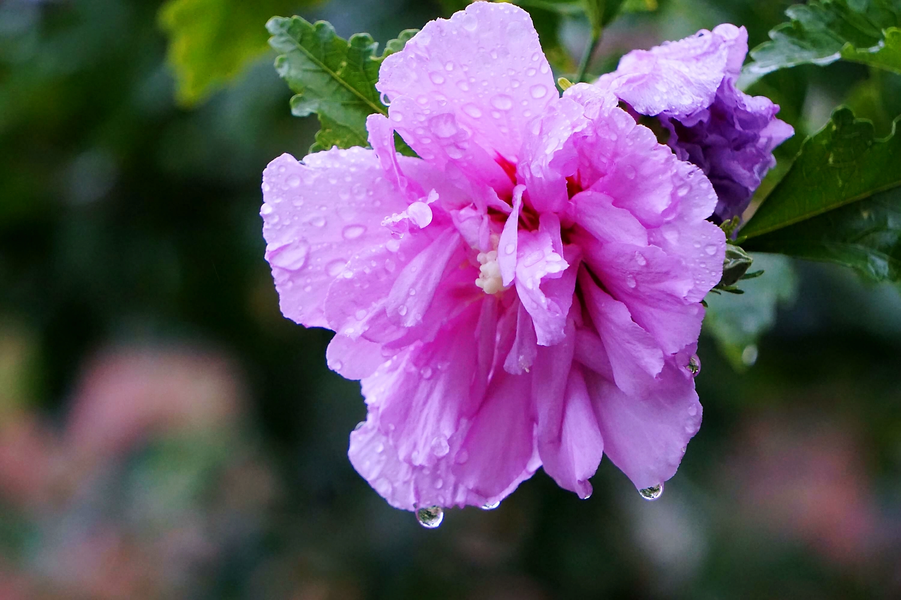 七月,小雨霏霏,和着朦胧细雨,零落的木槿花,任由雨滴葱茏,也掩盖不住