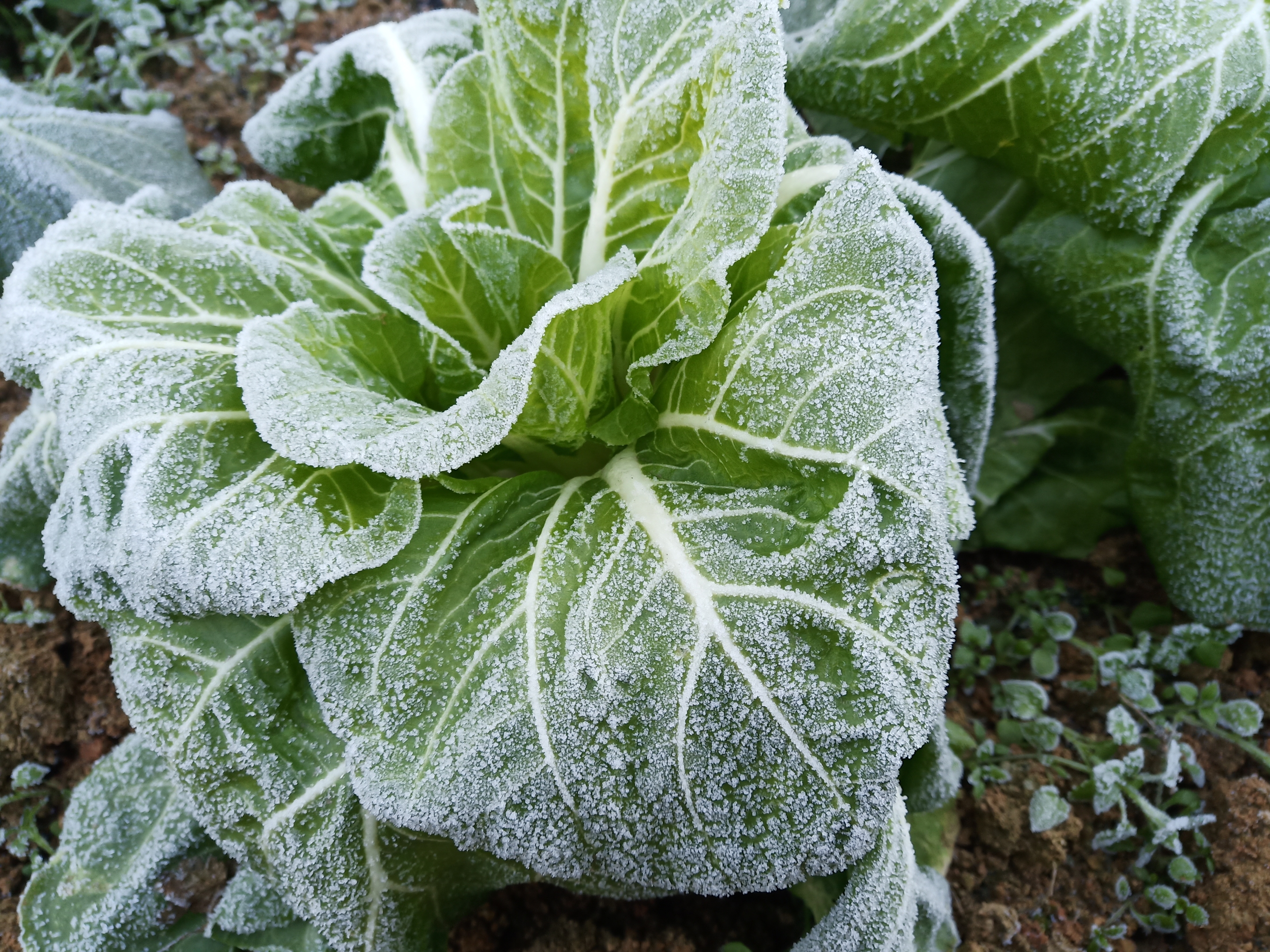 菜园的青菜打霜了【首发】