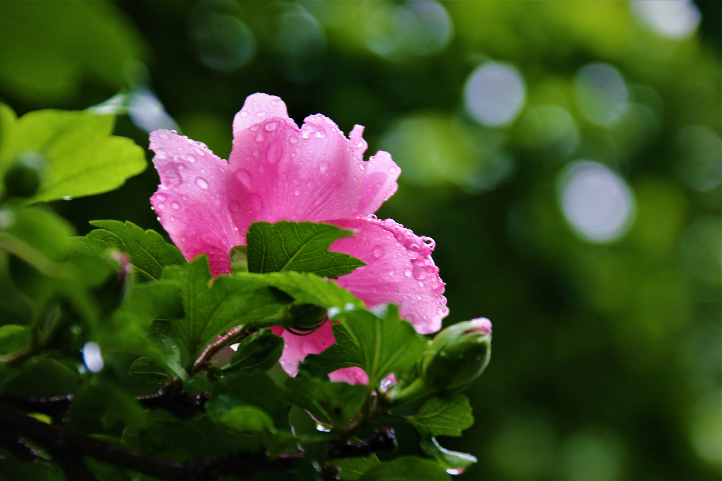 【首发】雨后娇艳的重瓣木槿花