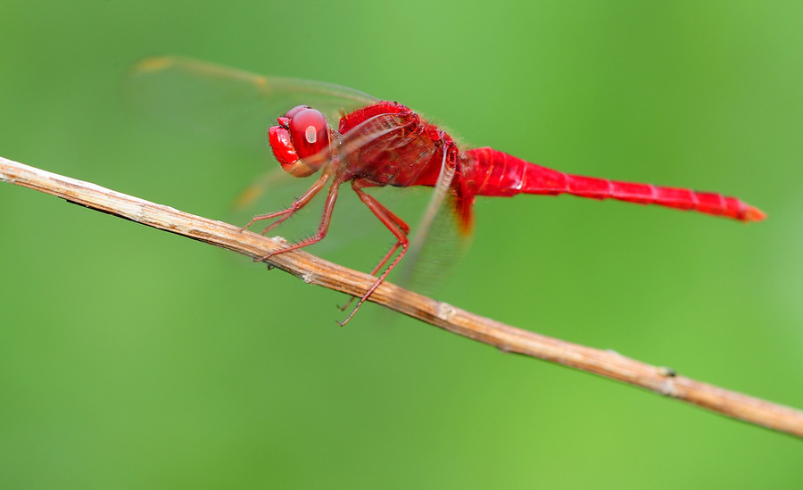 红蜻蜓