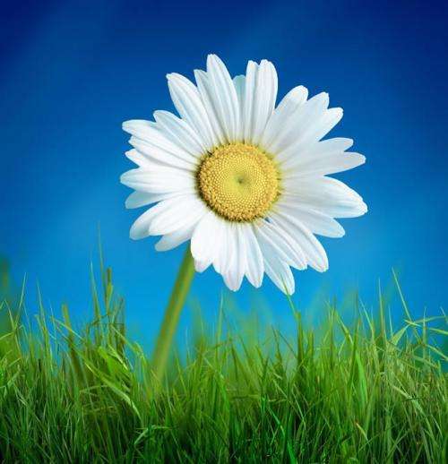 非马,桑恒昌顾问: 张福平 根源 舞韵美术顾问:柯林胶书法艺术顾问:许