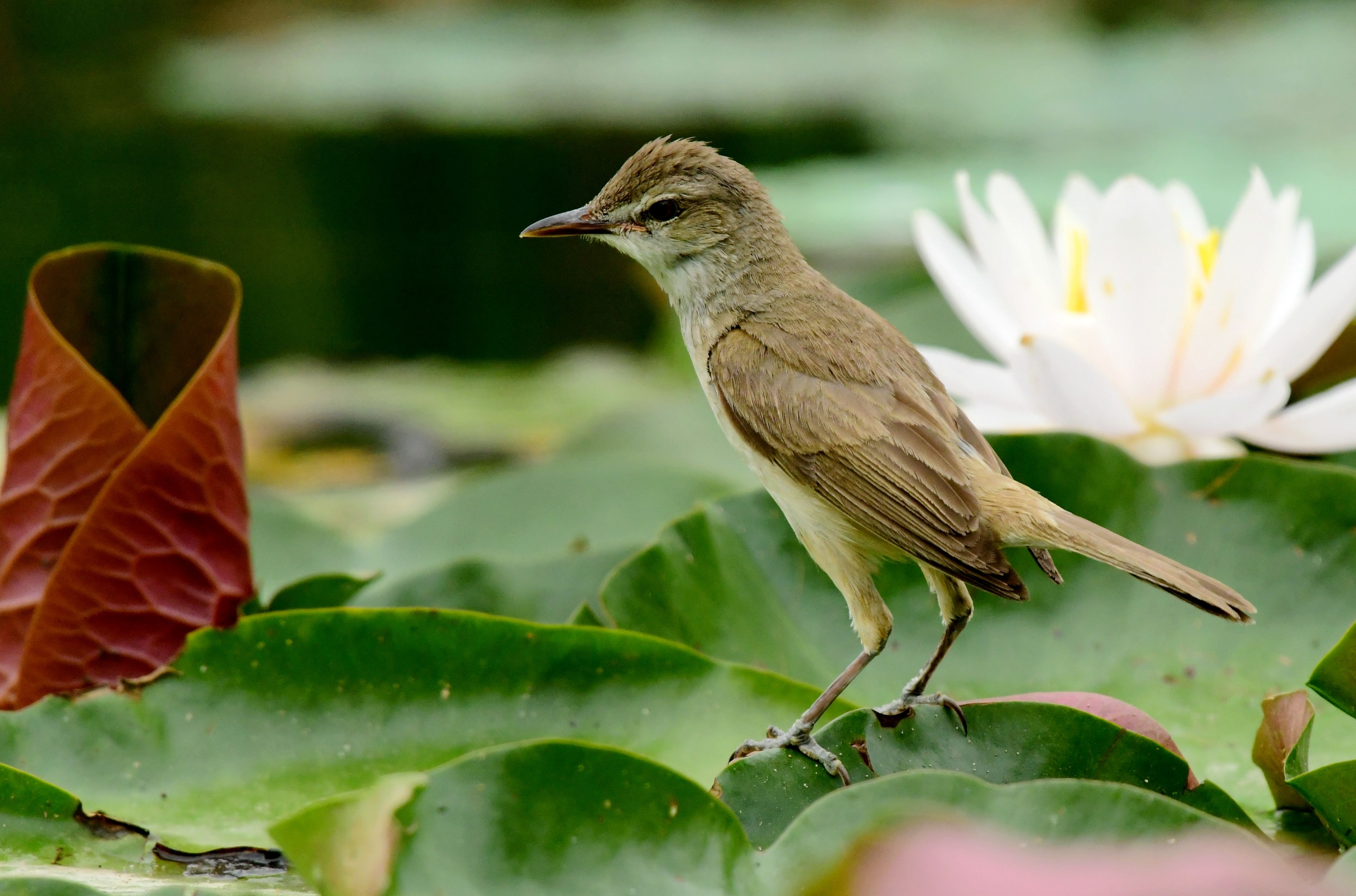 东方大苇莺【首发】