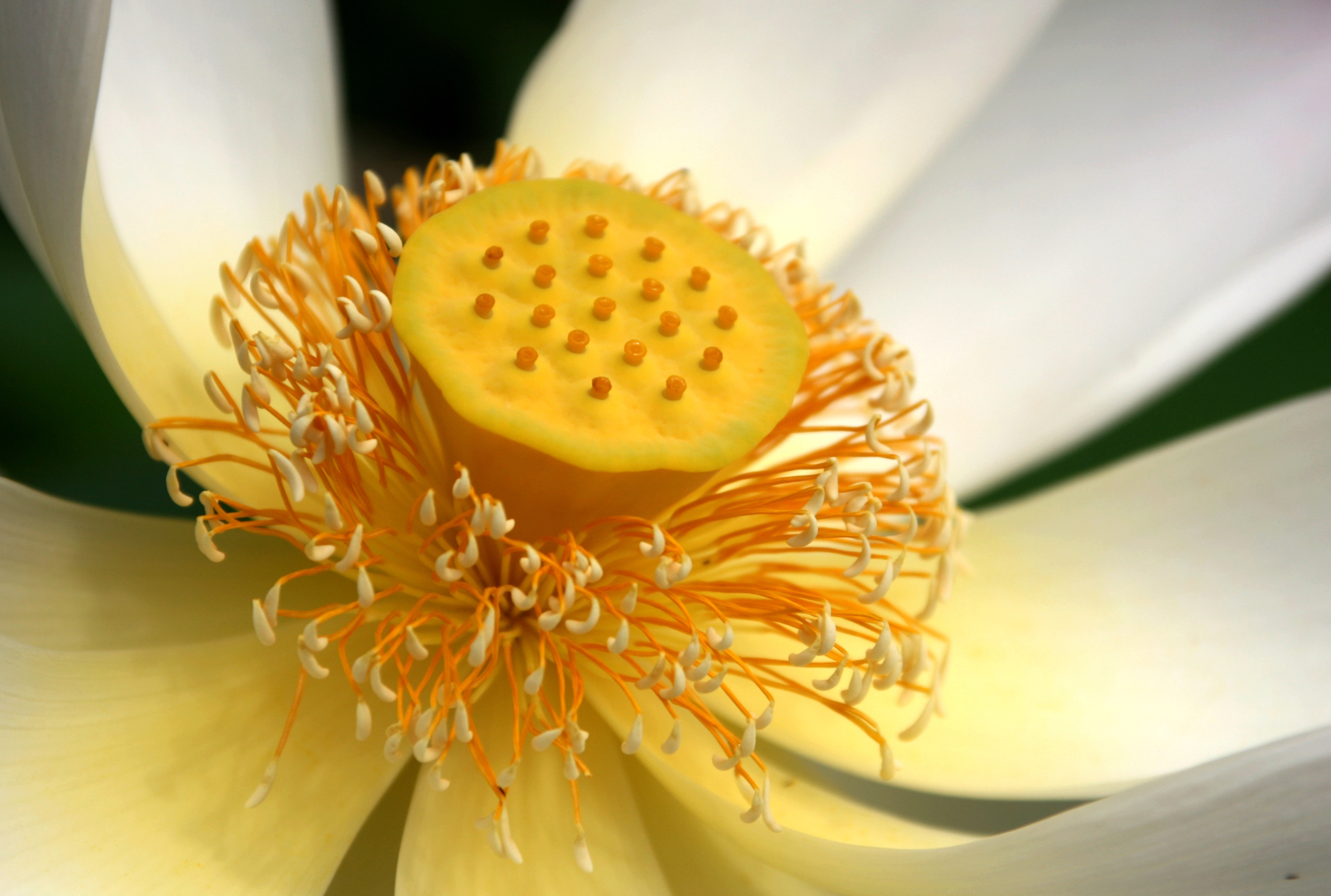 【首发】微距荷花④