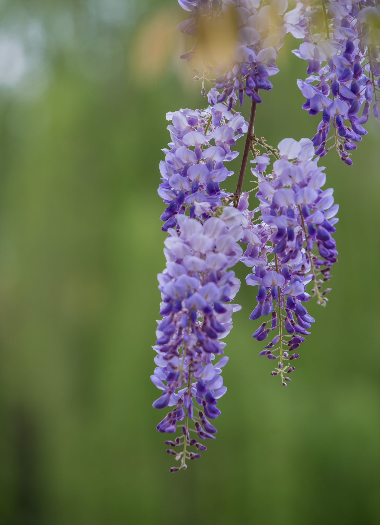 还在紫藤树下等你等你我还在紫藤树下等你等你花开等候花落念你不知你