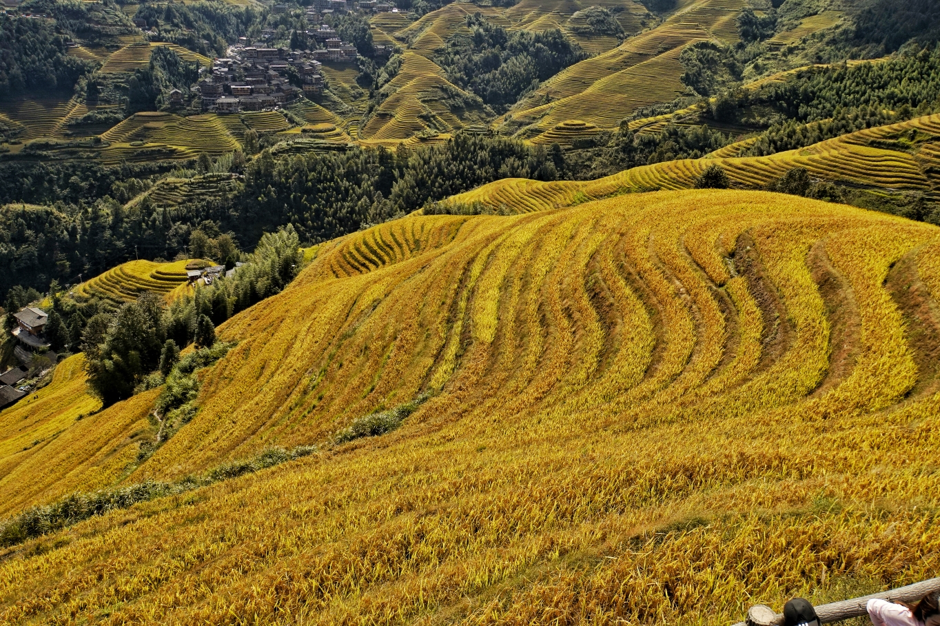 桂林龙胜龙脊金坑梯田