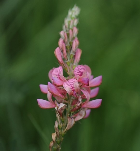 【首发】驴食草