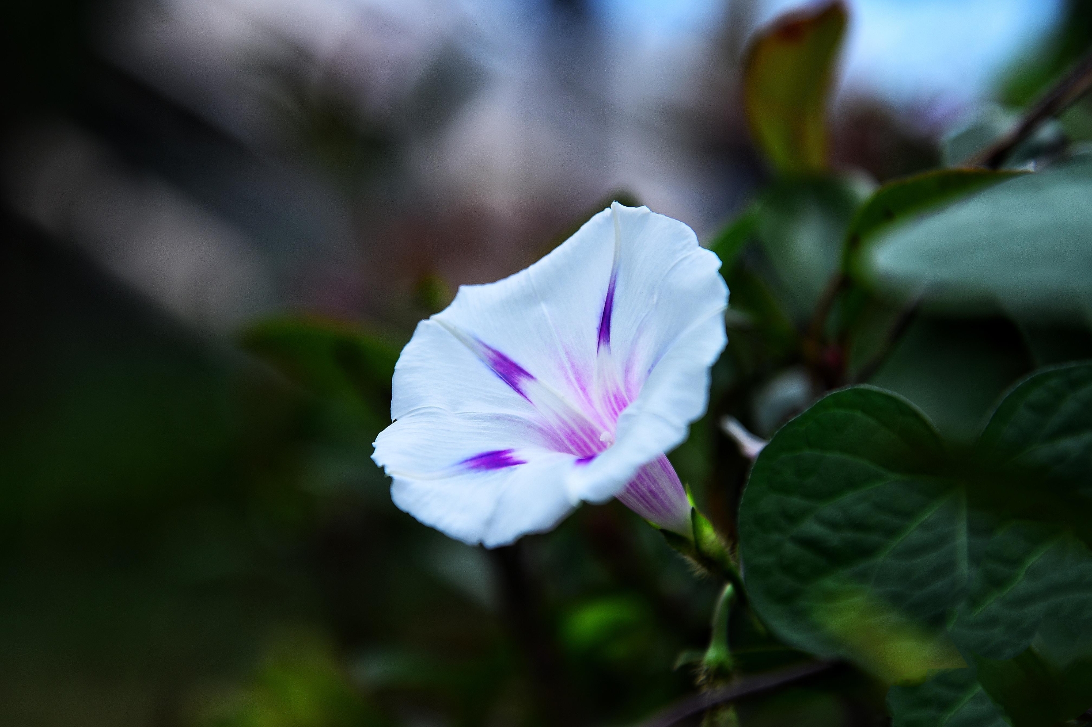 【首发】白色牵牛花