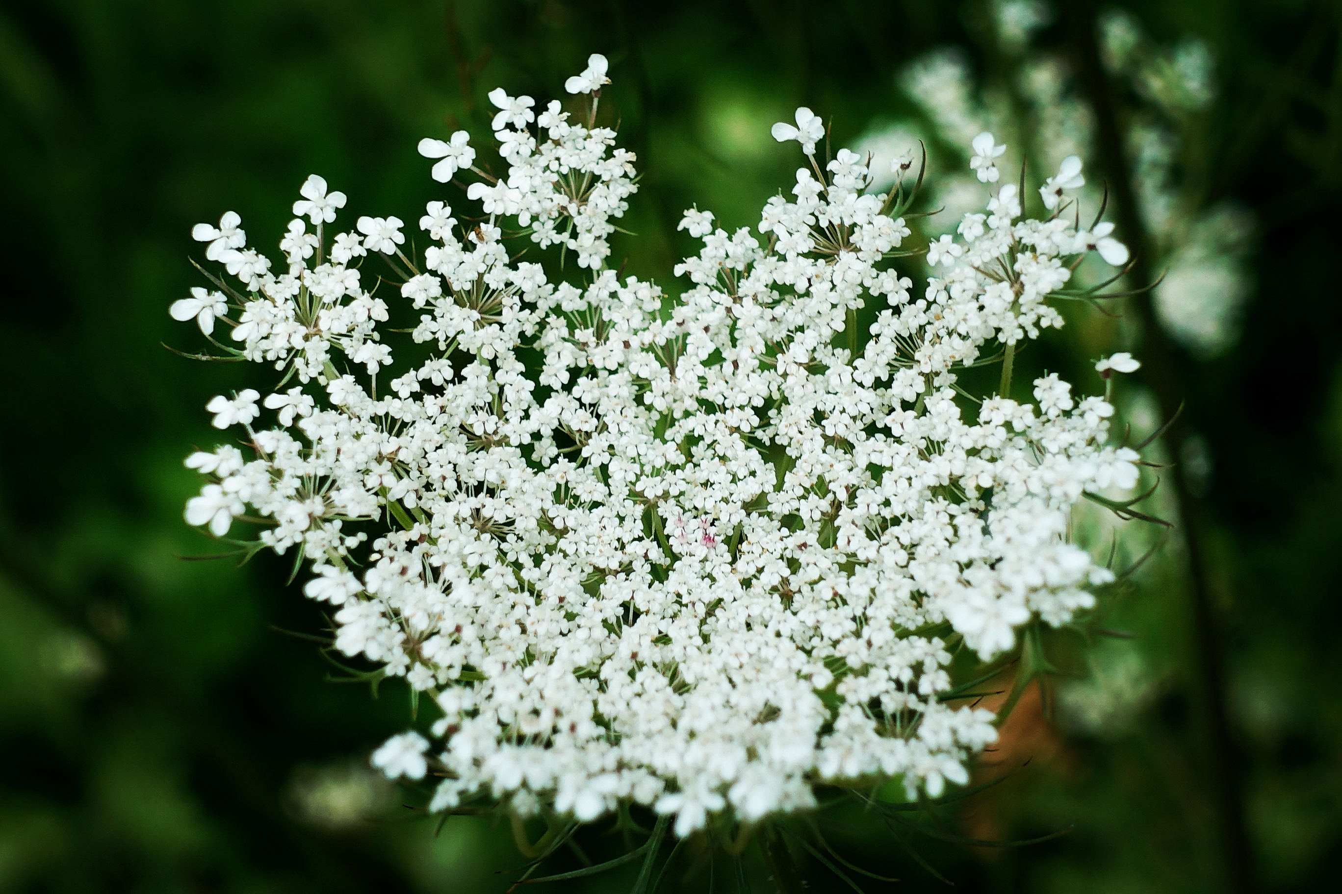 【首发】野胡萝卜