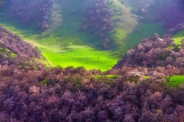 托克逊南湖杏花村