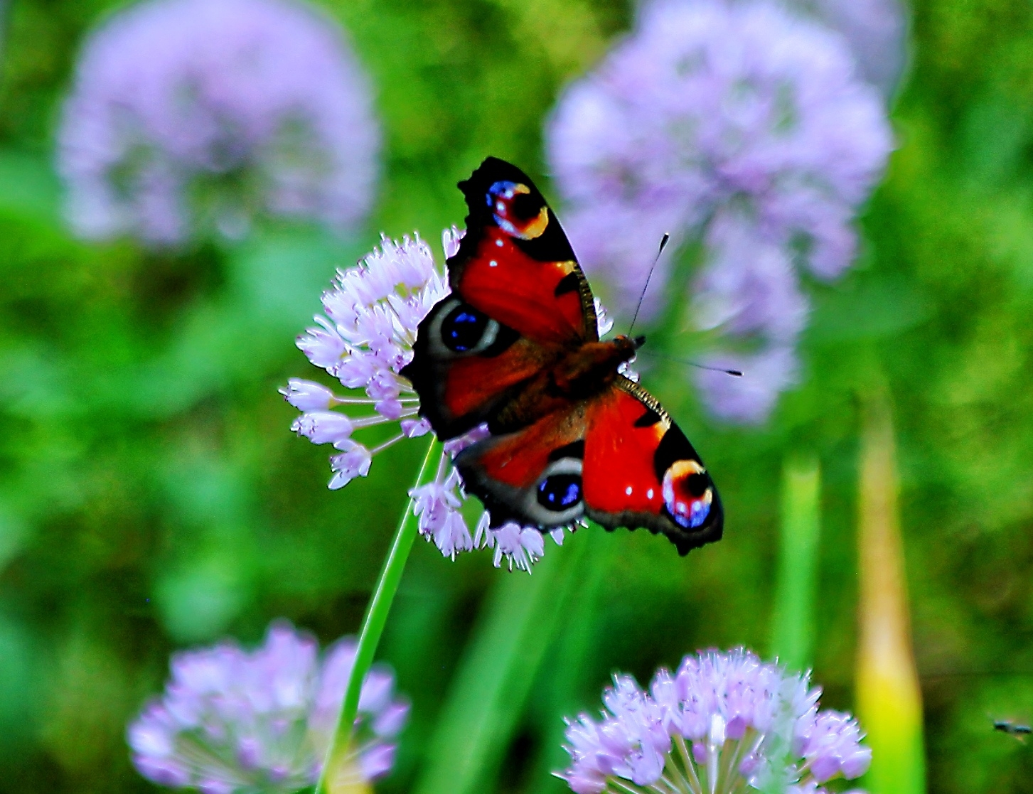 蝴蝶和蛾类的主要区别是蝴蝶头部有一对棒状或锤状触角,蛾的触角形状