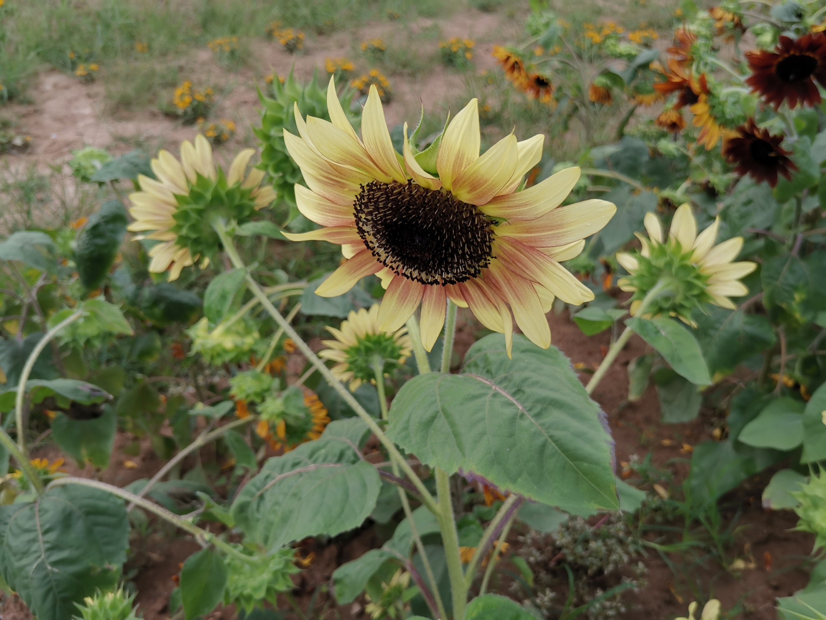 【首发】黑紫向日葵