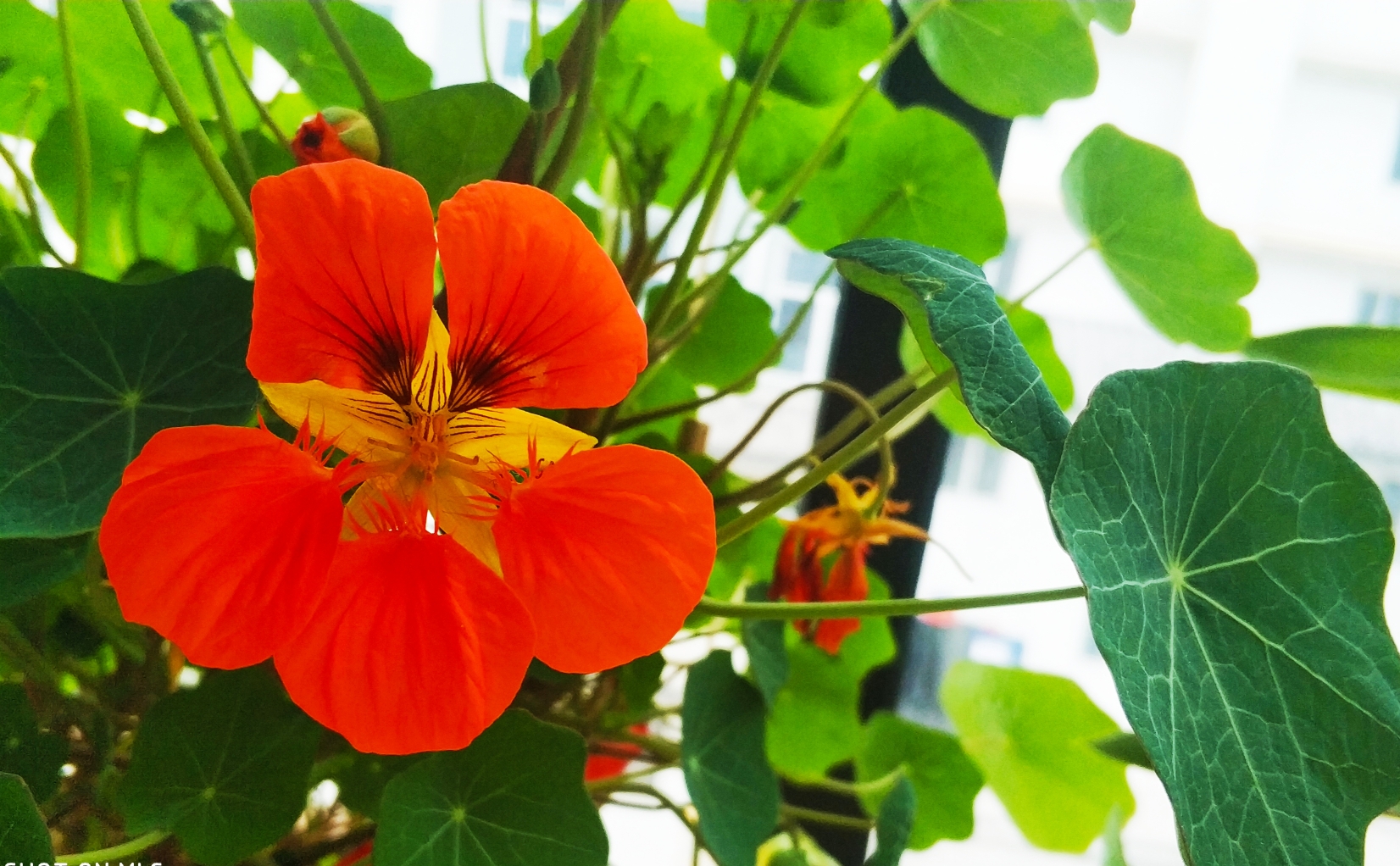 香雪兰花开迎来了更灿烂的绽放跳跳怄火发抖跳跳