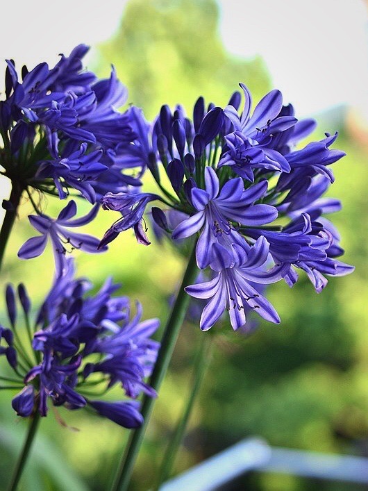 【首发】百子莲