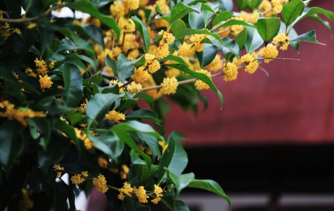 江南桂花香 作者/黄 革