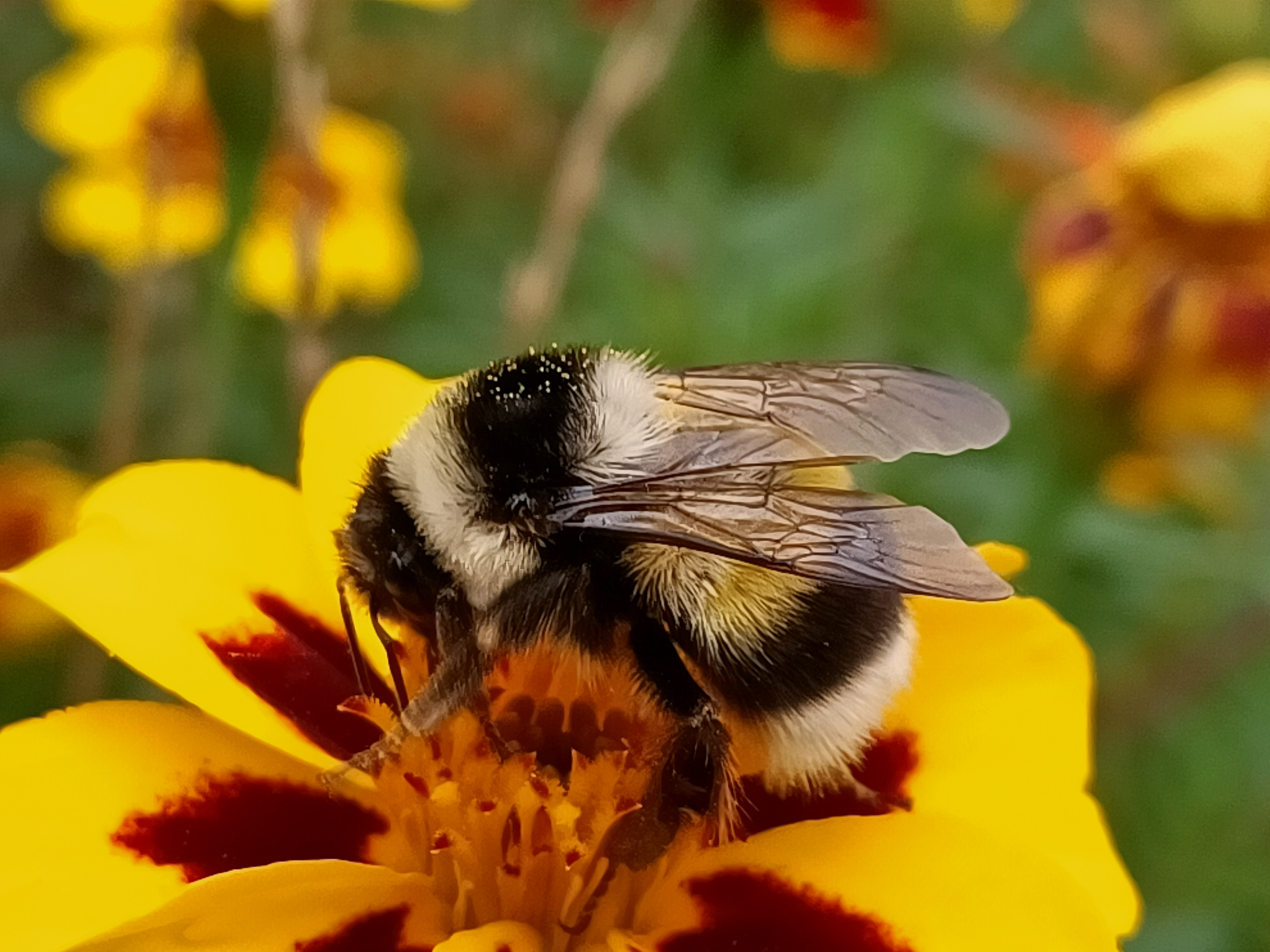 熊猫蜂(原创首发)