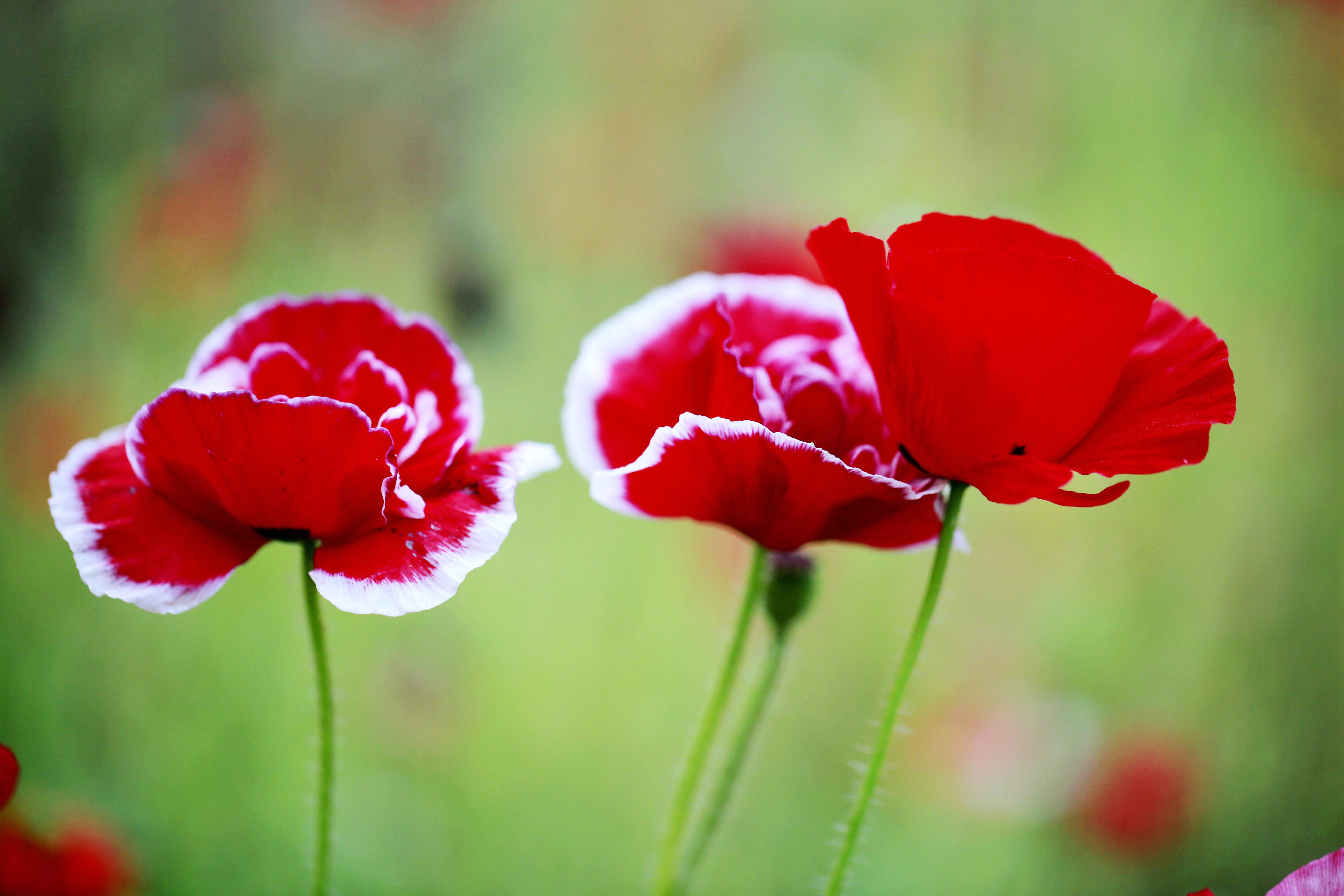 虞美人献给母亲节的花