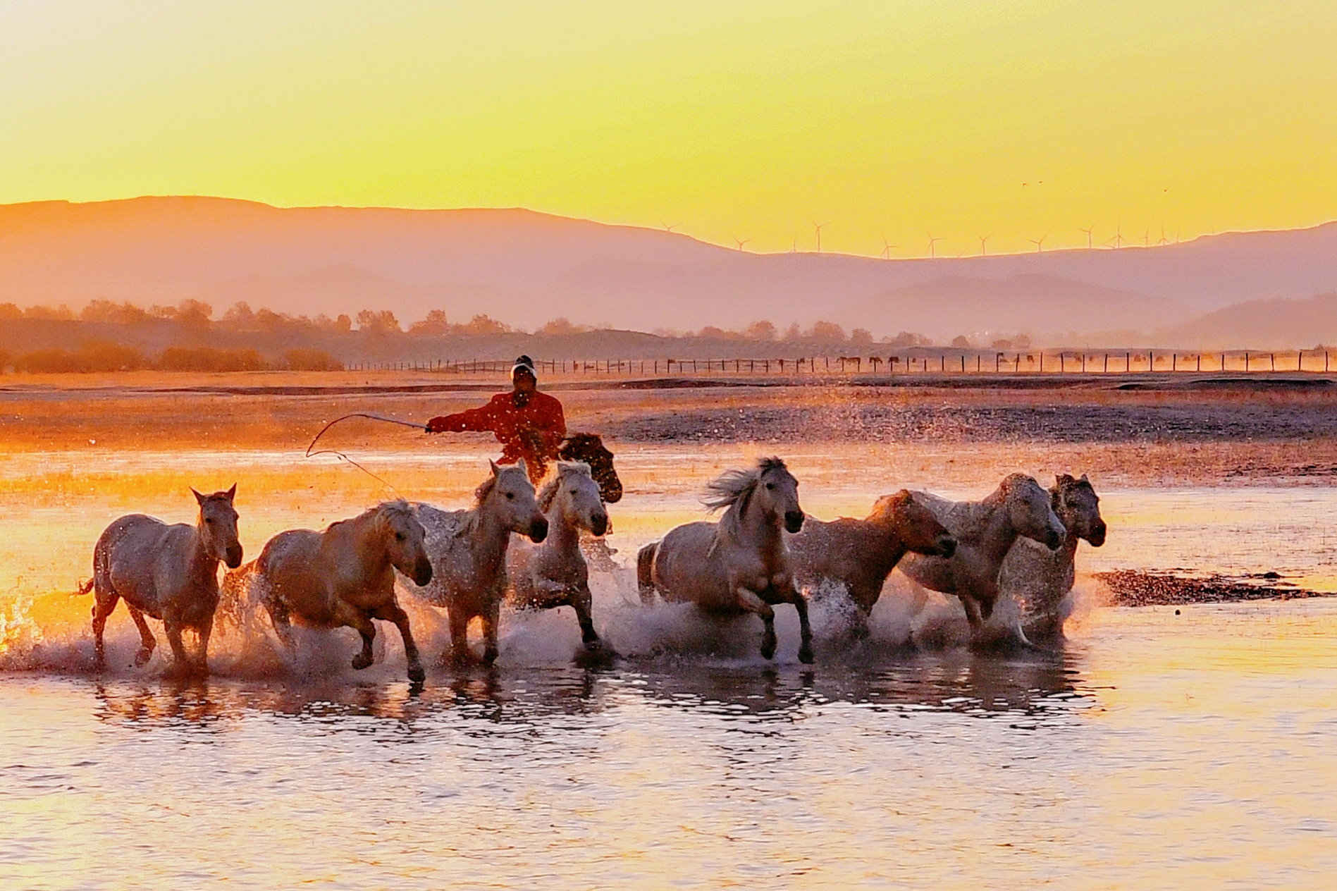 骏马奔腾浴朝阳