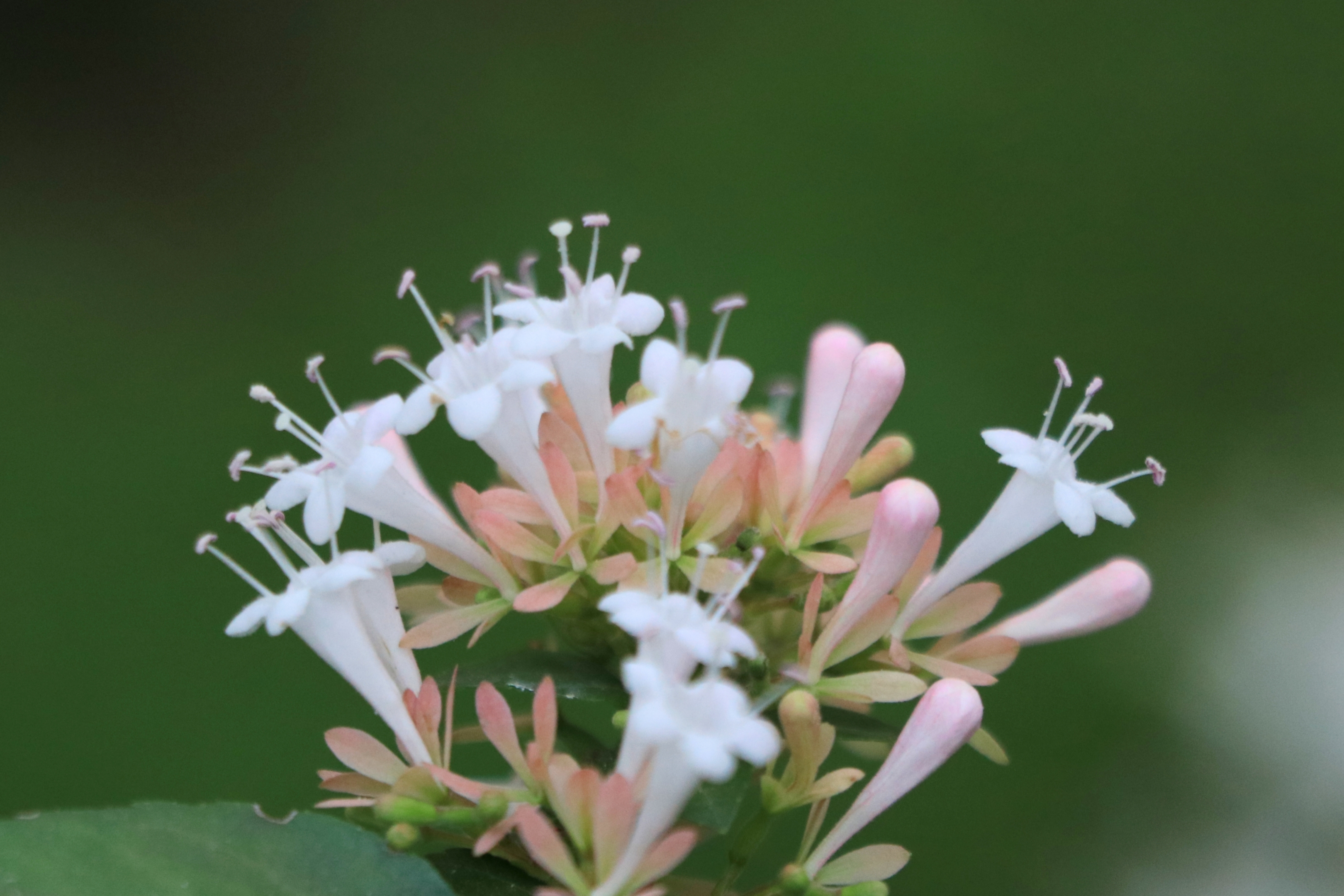 糯米条【首发】