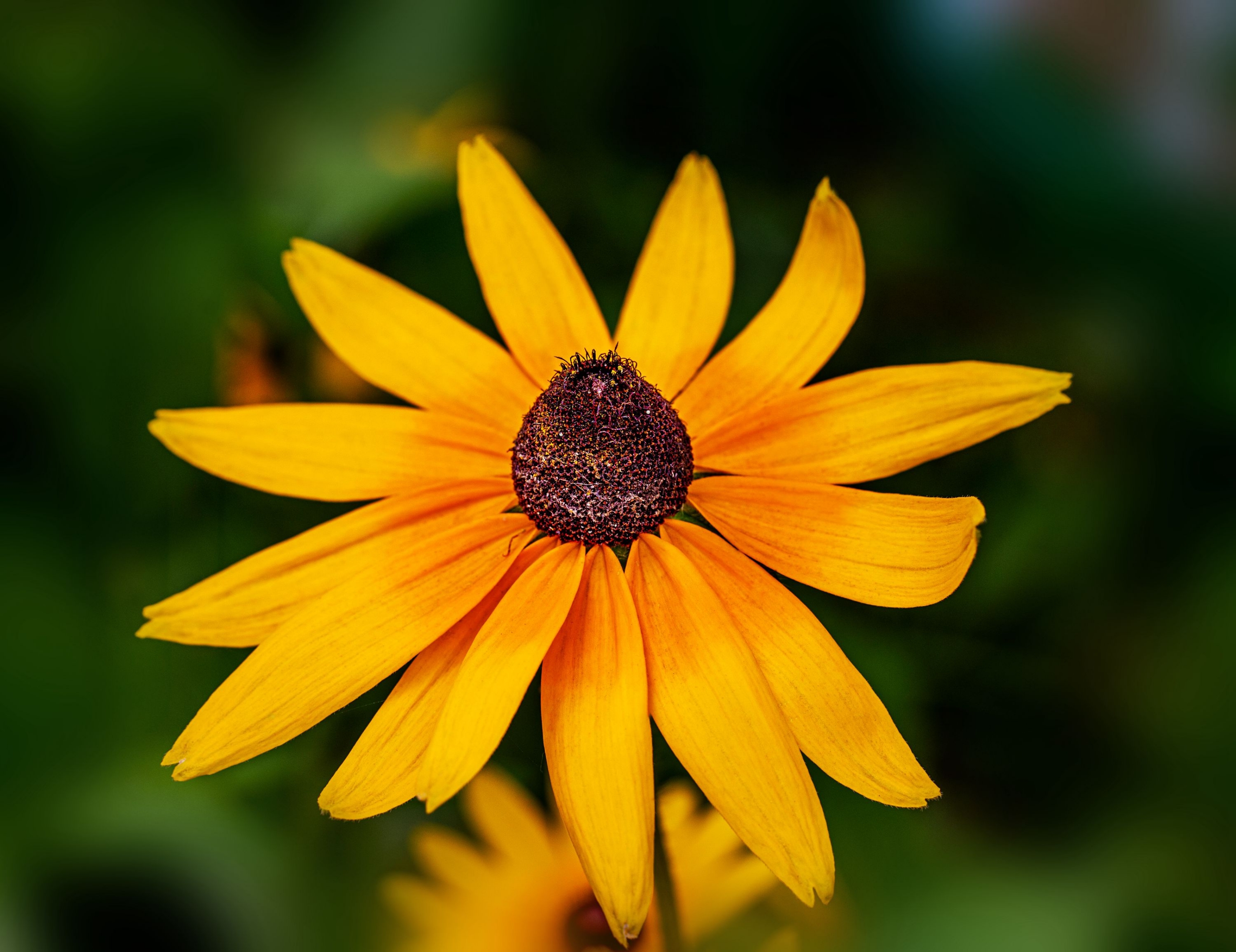 【首发】美丽的毛叶金光菊4