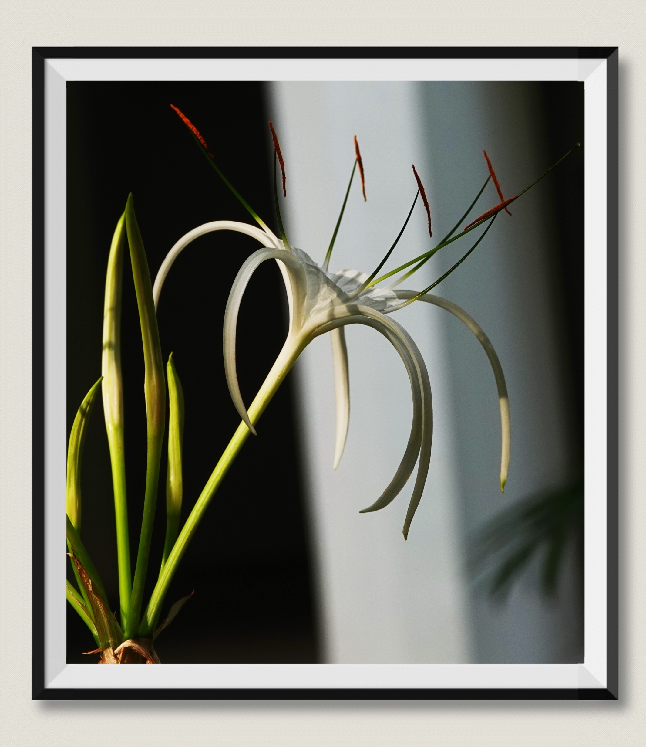 【摄影首发】予镜の用镜头寻找美#45#5《蜘蛛百合》