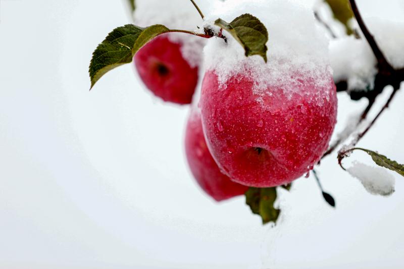 雪中苹果更怡人