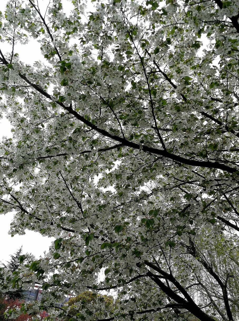 如同中国,工笔画般的轻盈,秀丽很美,也很有气势樱花树的直径,有二十