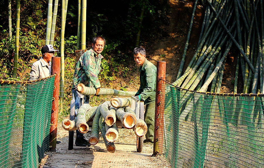 现在的年轻人都不肯上山砍竹子,主要是吃不了这个苦.