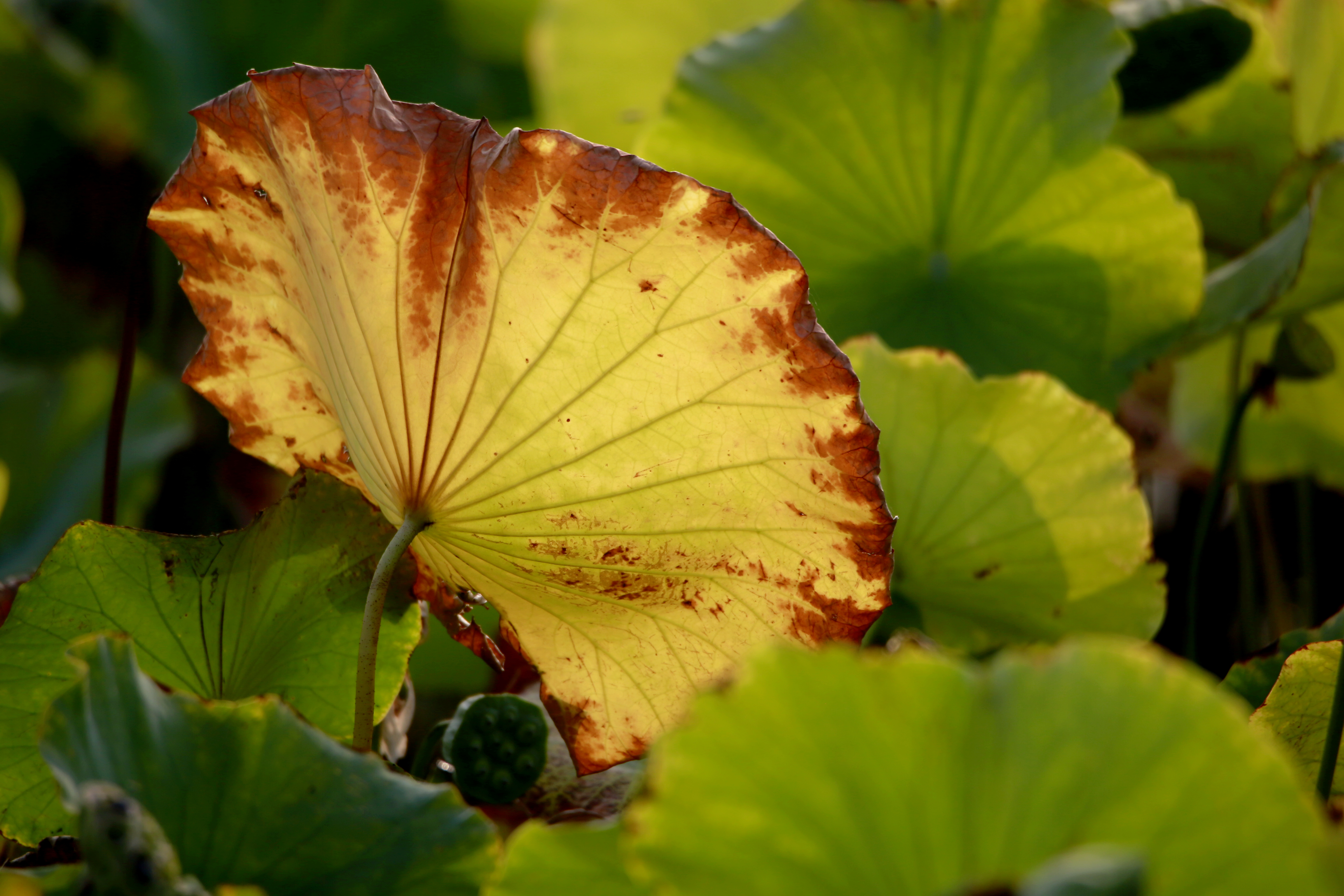 荷香沁沏金色秋