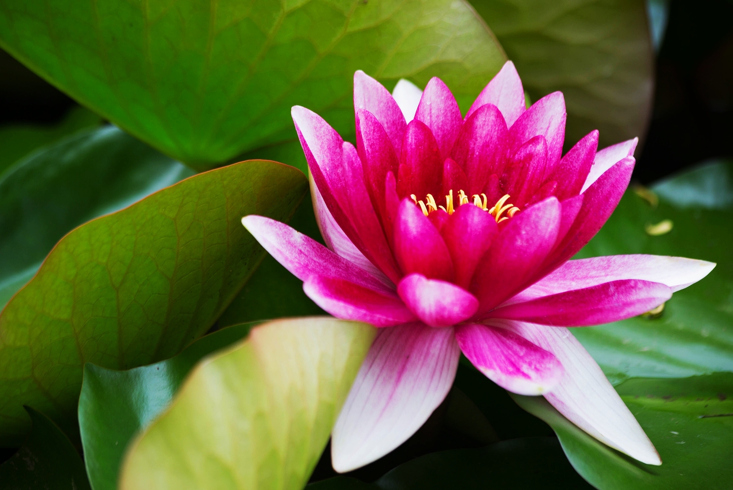 看:如世莲花处污泥之中,生处虽说恶,而莲花体性清净,妙色无比,不为诸