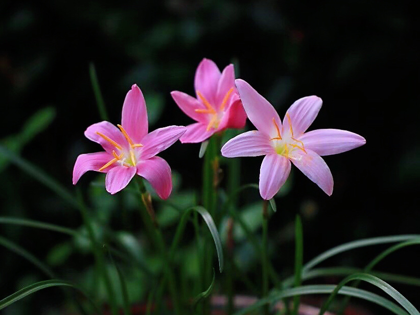 【首发】风雨兰