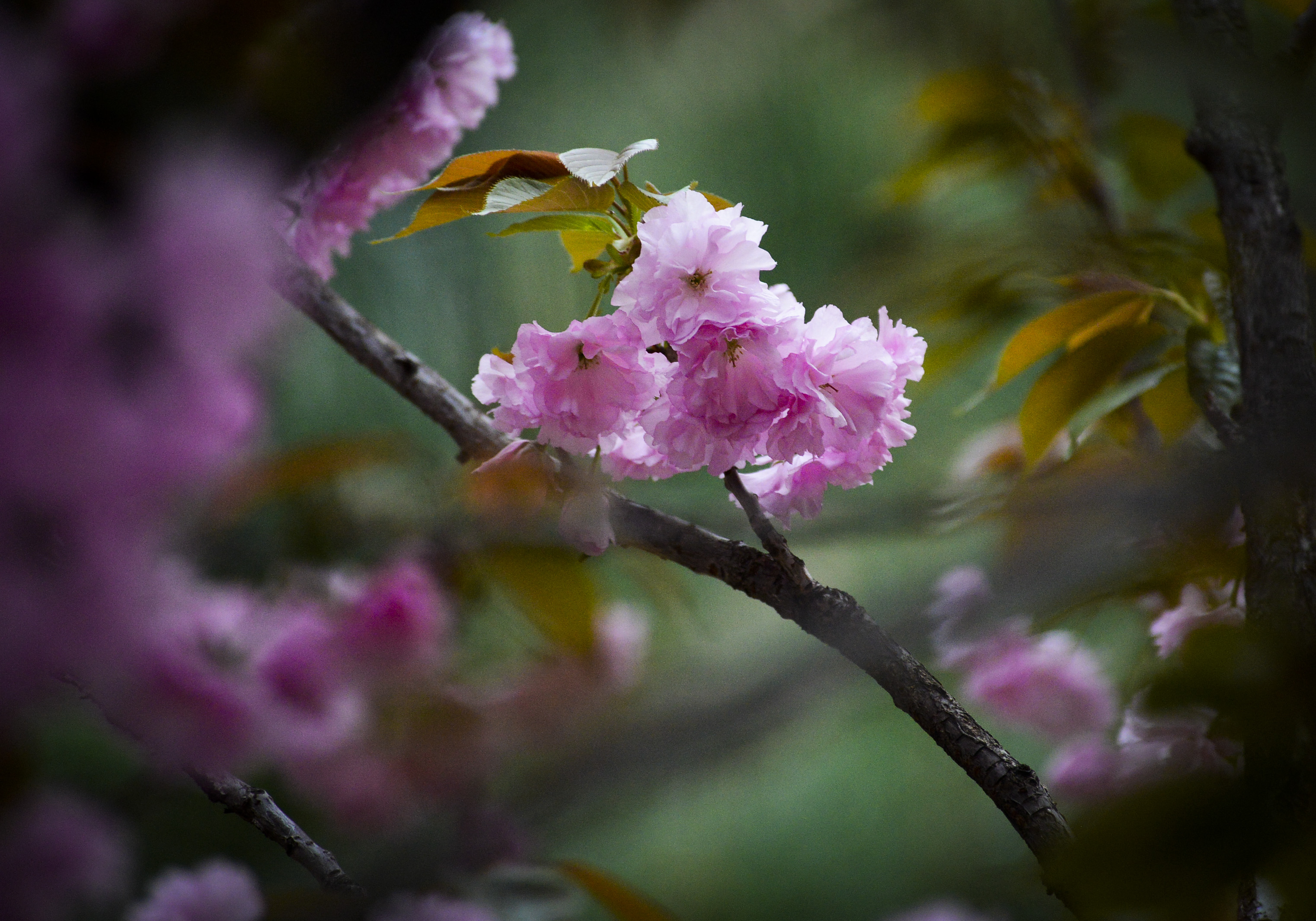 甘棠公园花卉齐放美爆春天