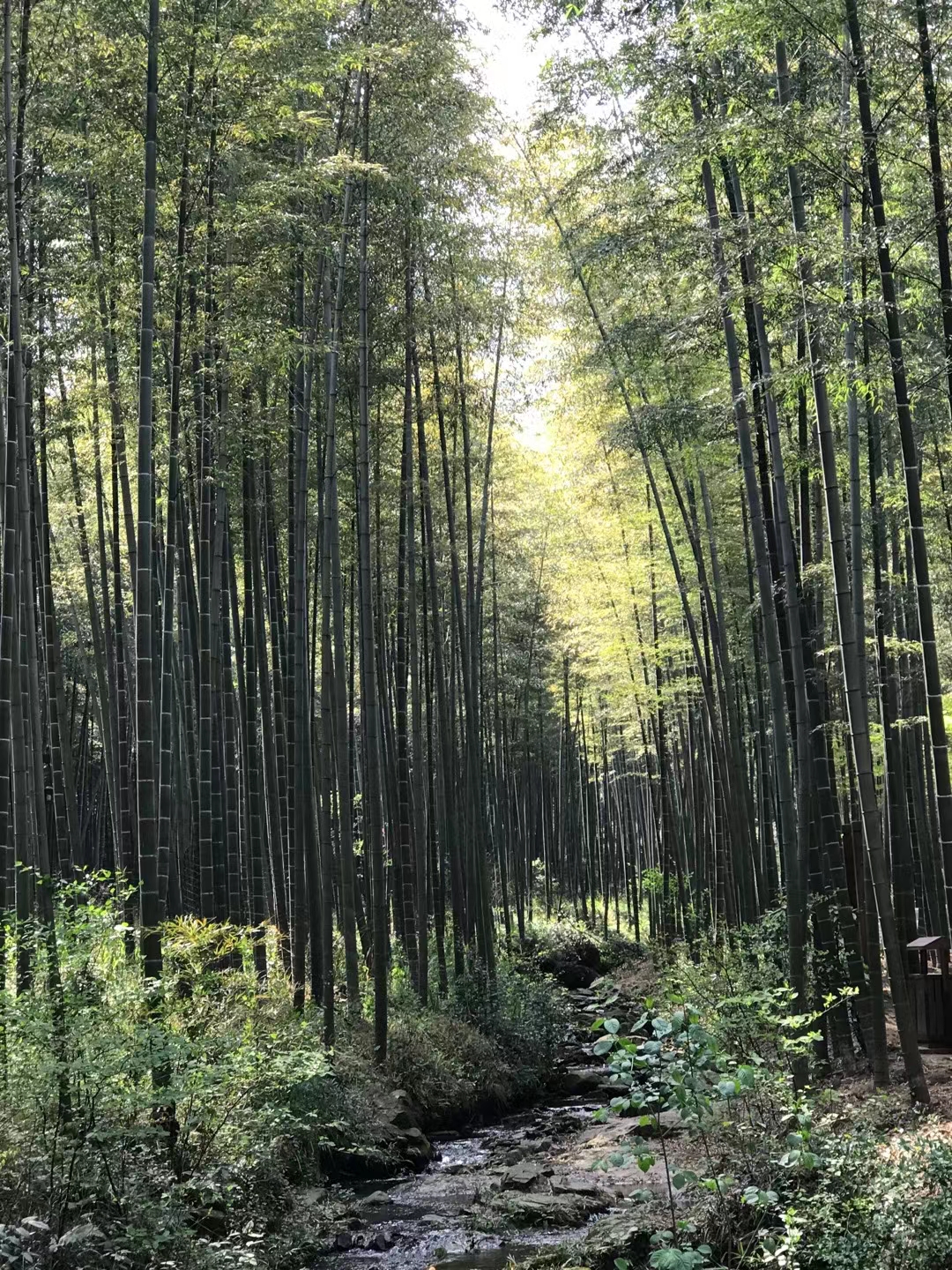 竹林聽雨