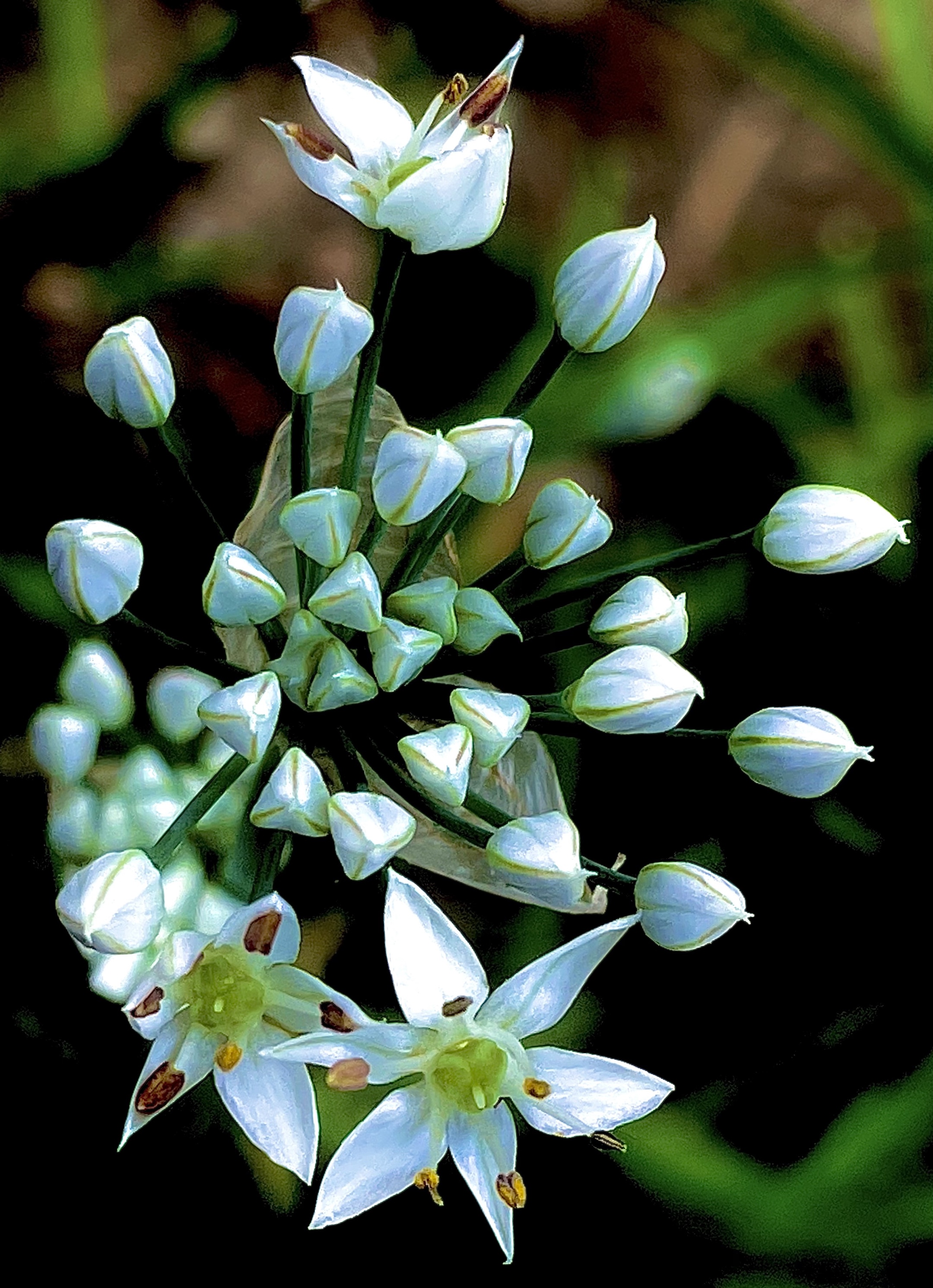 【首发】韭菜花开