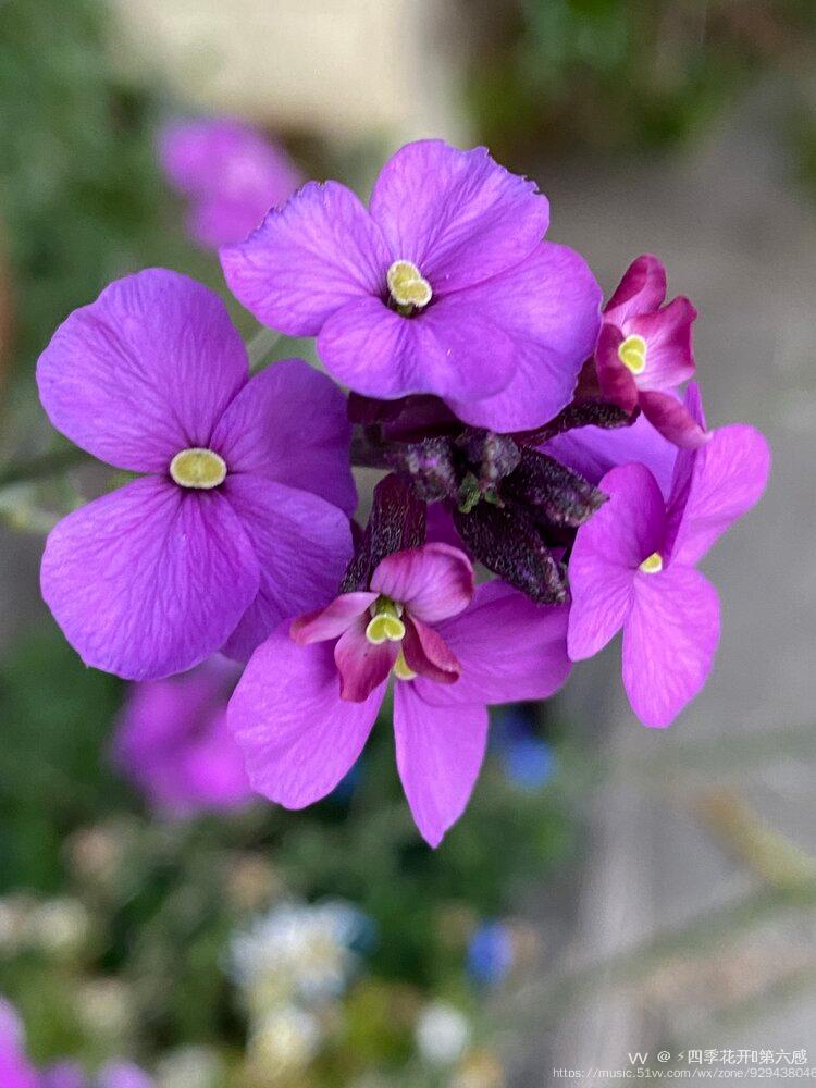 首發歐亞香花芥