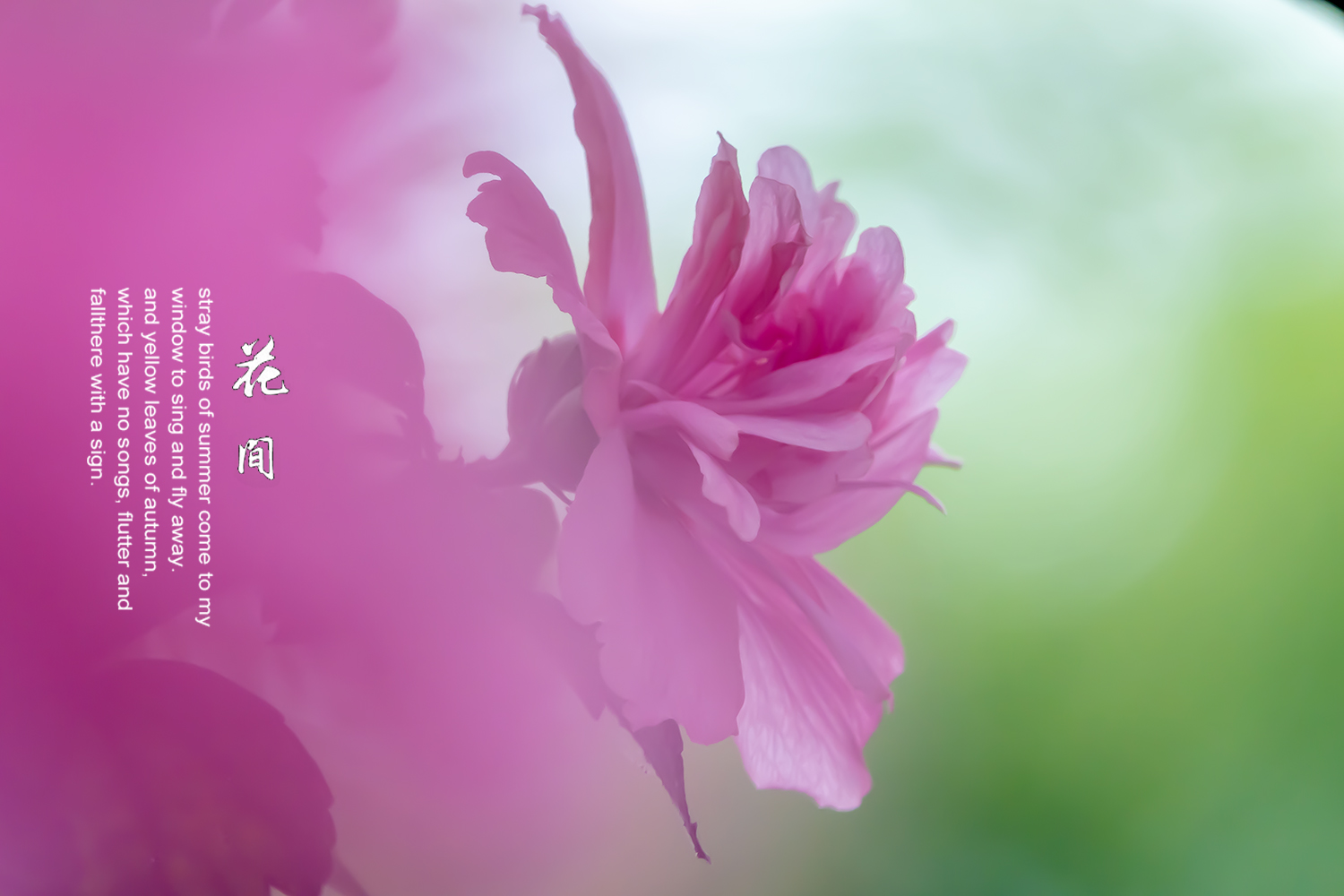 木槿花