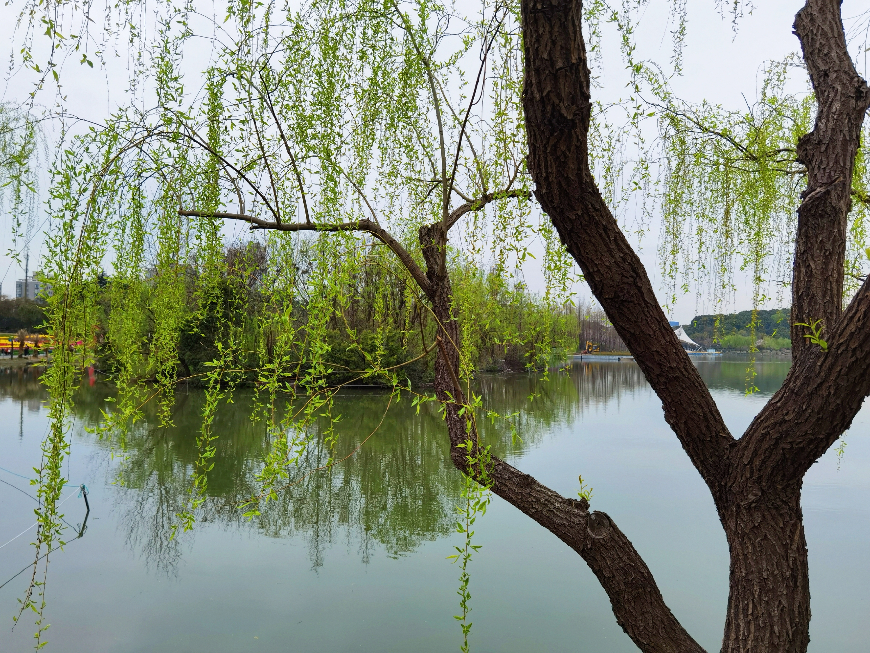 春风杨柳美图图片