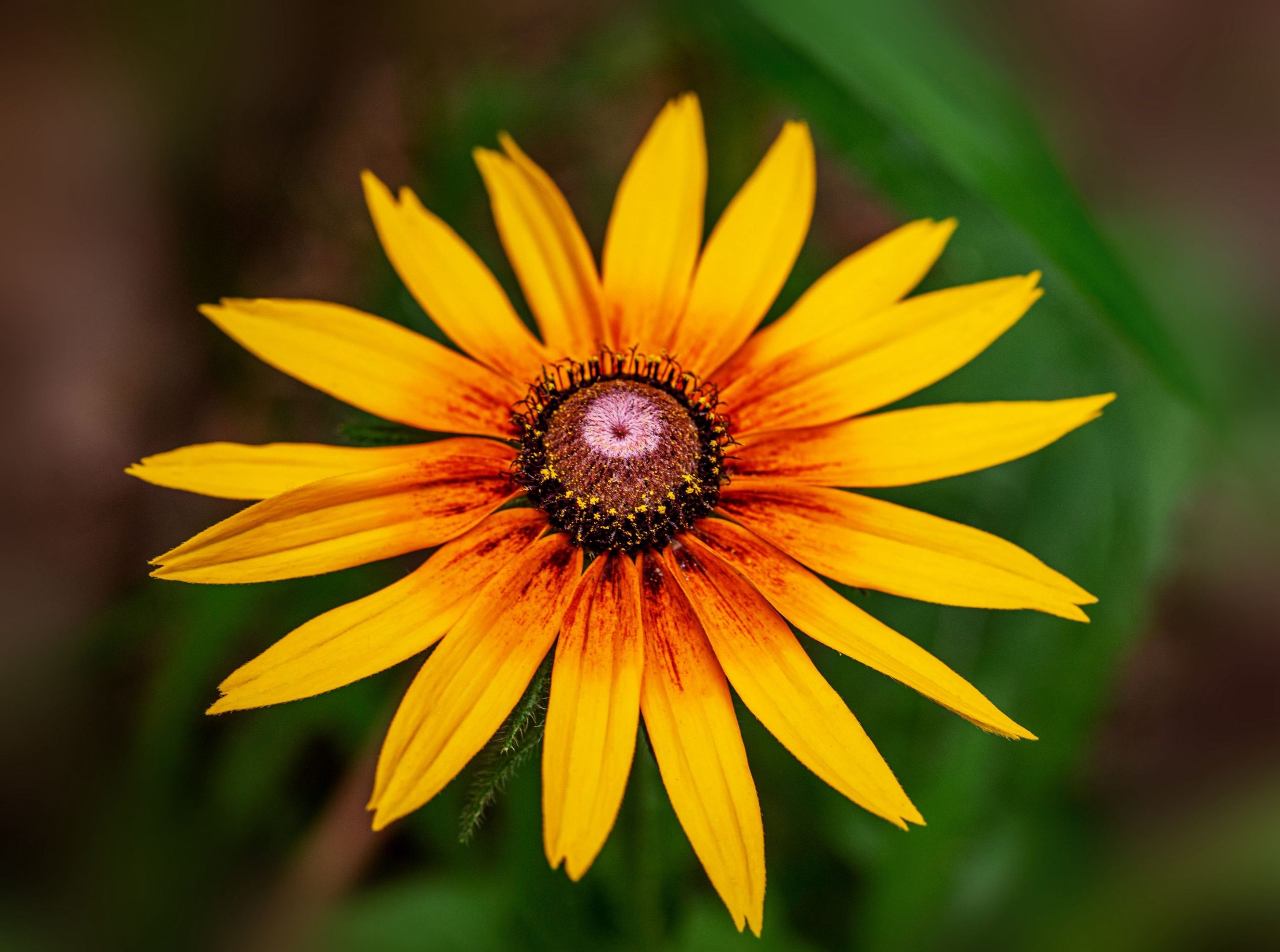 【首发】美丽的毛叶金光菊4